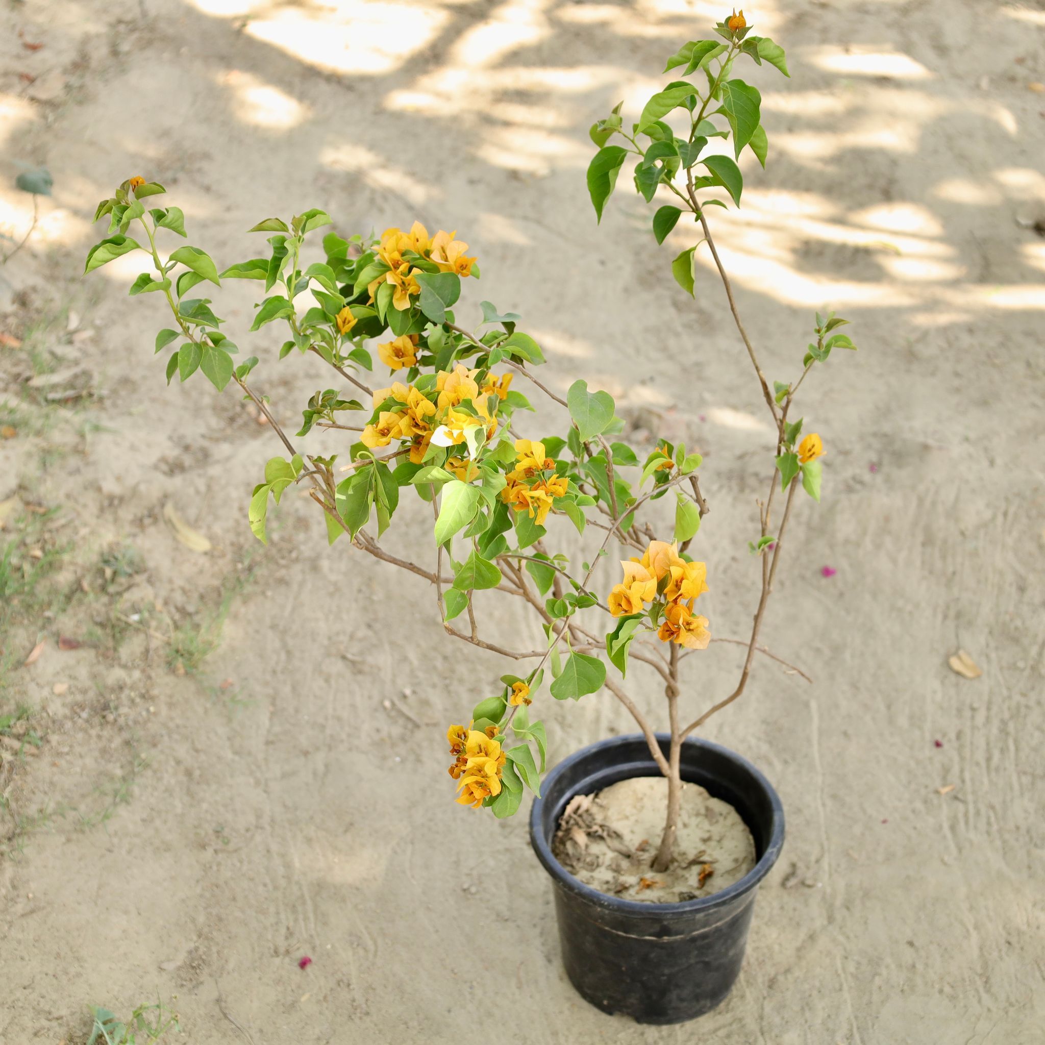 Bougainvillea (Any Colour) in 10 Inch Nursery Pot