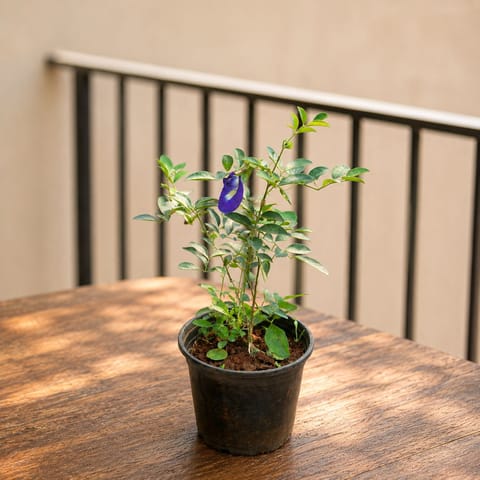 Aparajita / Asian Pigeonwings (Any Colour) in 4 Inch Nursery Pot