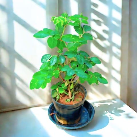 Aparajita / Asian Pigeonwings (Any Colour) in 4 Inch Nursery Pot
