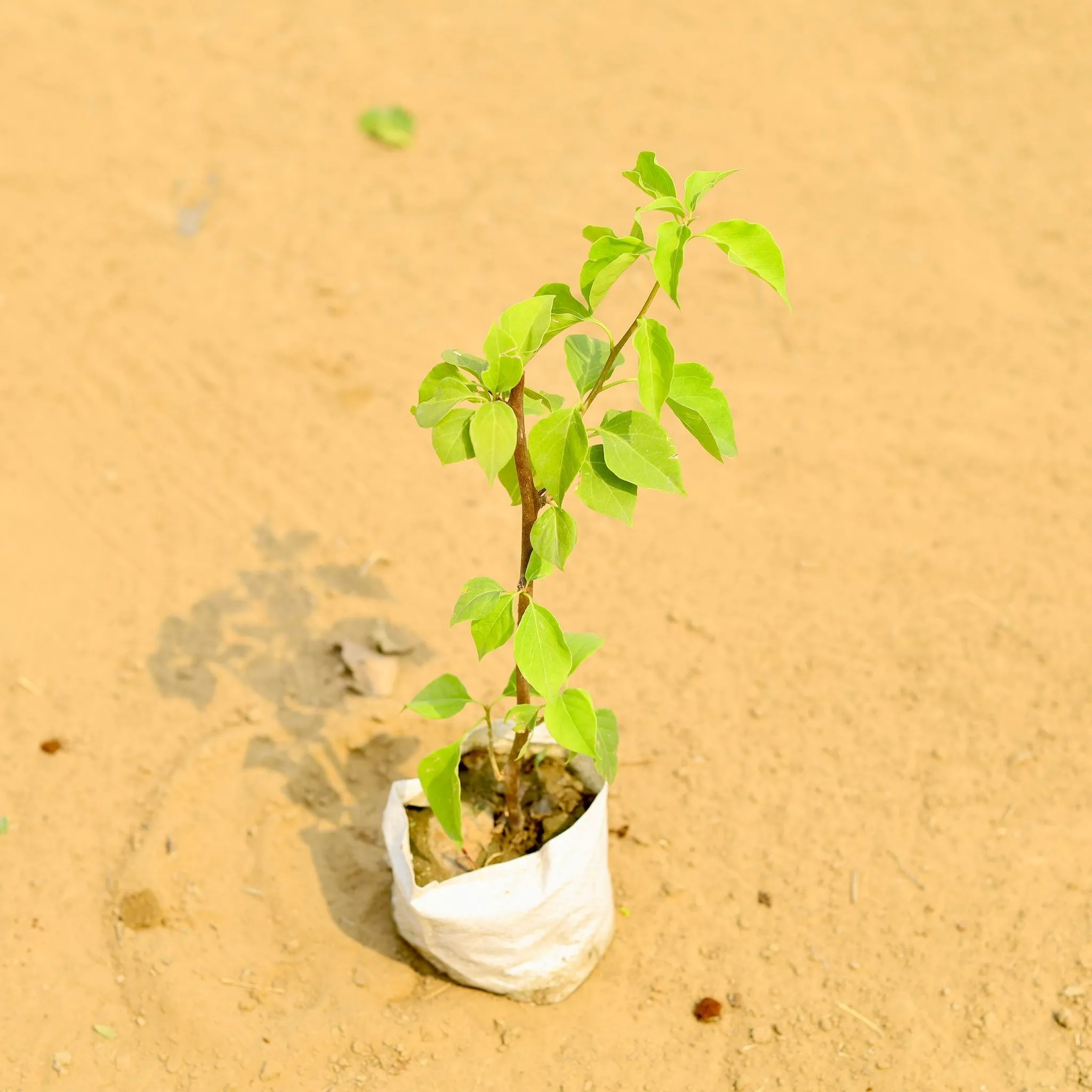 Bougainvillea (any colour) in 4 Inch Nursery Bag