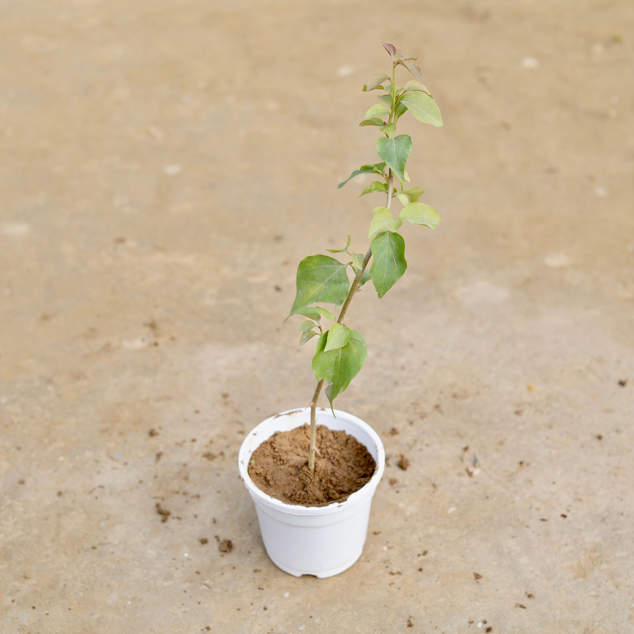 Bougainvillea (any colour) in 4 Inch White Nursery Pot