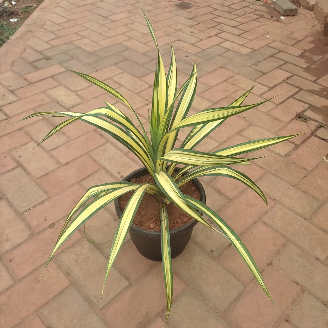 Spider Yellow in 10 Inch Nursery Pot