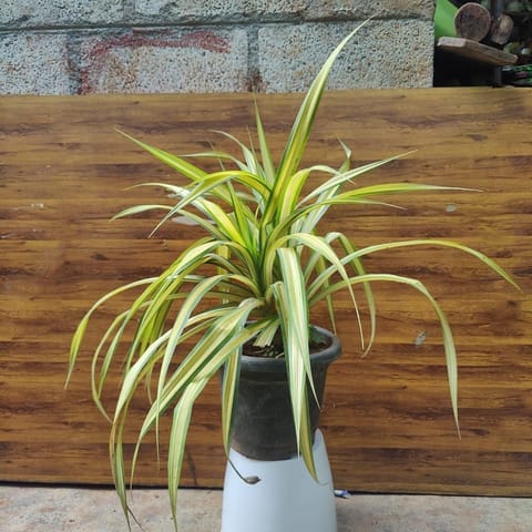 Spider Yellow in 10 Inch Nursery Pot