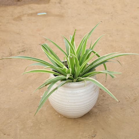 Spider plant in 6 Inch Handcrafted Matka Shaped Ceramic Pot (Any Colour)