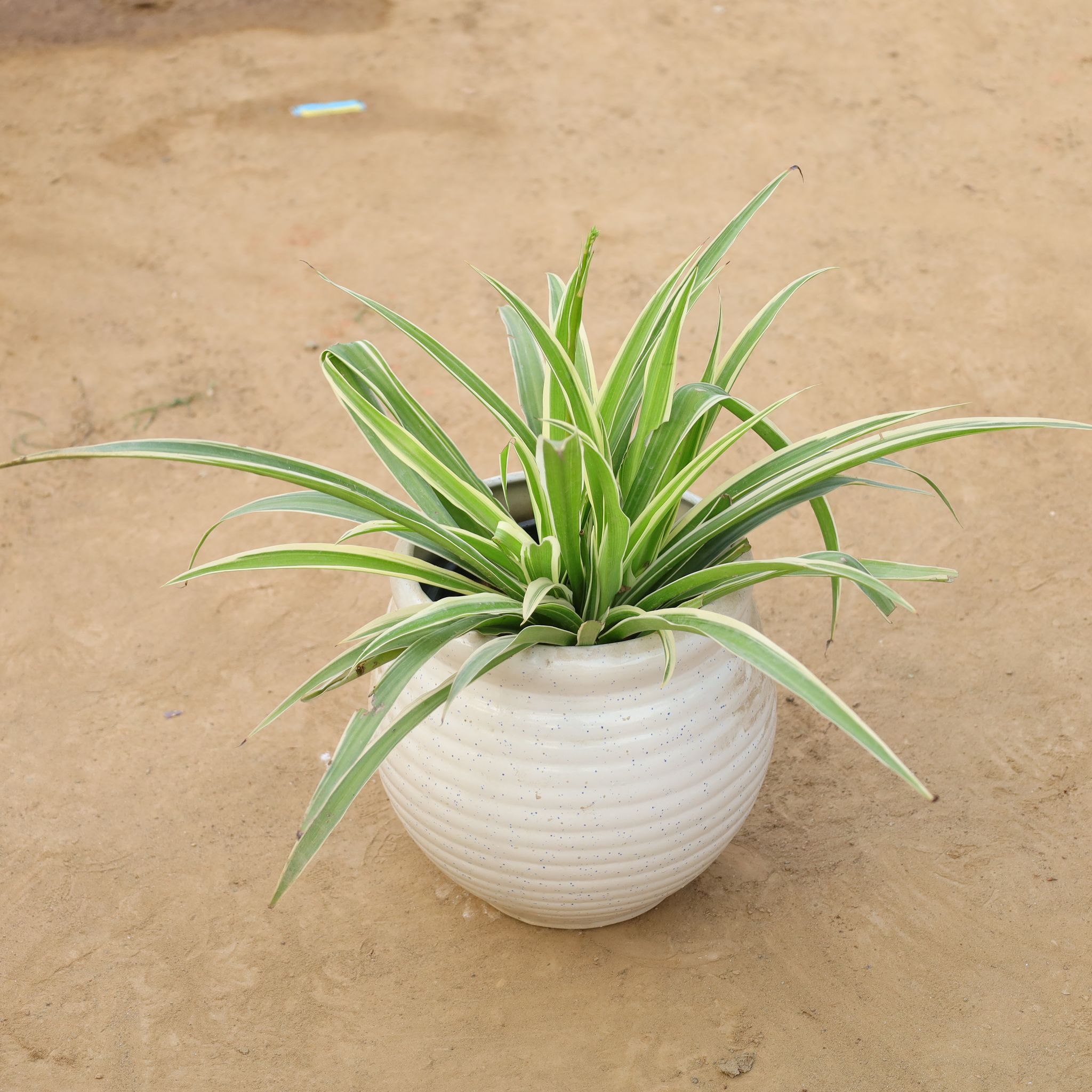 Spider plant in 6 Inch Handcrafted Matka Shaped Ceramic Pot (Any Colour)