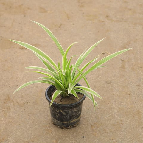 Spider Plant in 6 Inch Nursery Pot