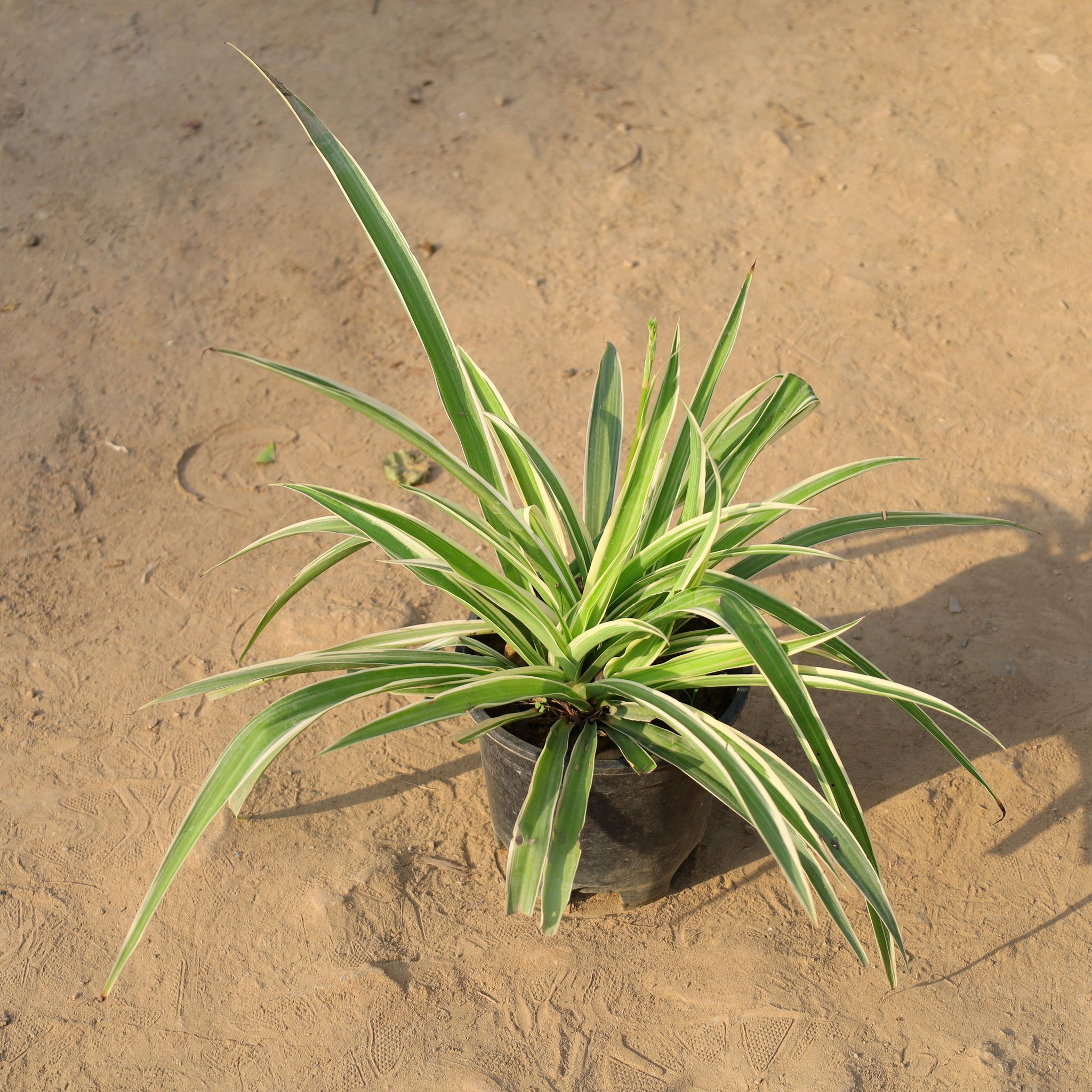 Spider plant in 6 Inch Nursery Pot