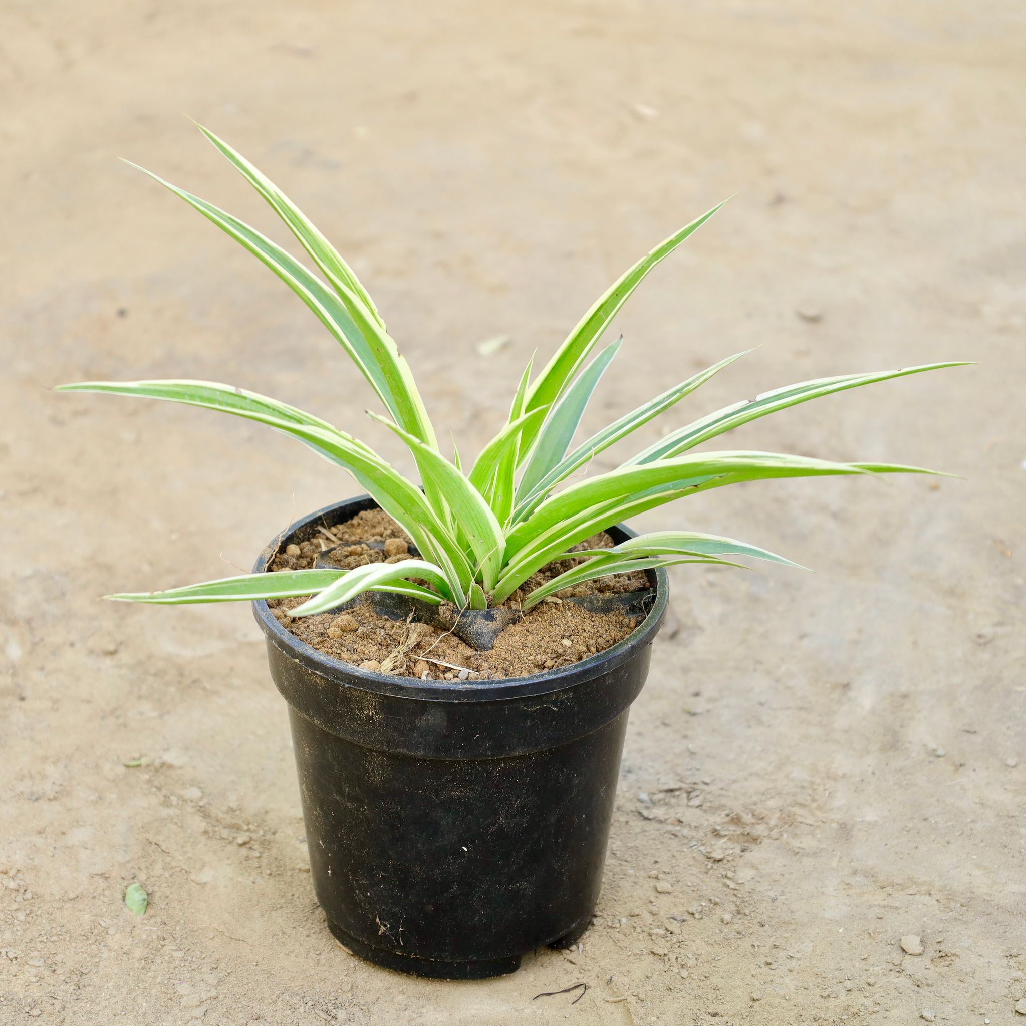 Spider Plant in 6 Inch Nursery Pot