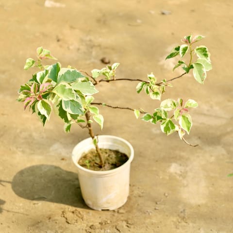 Bougainvillea (Any Color) in 6 Inch Nursery Pot