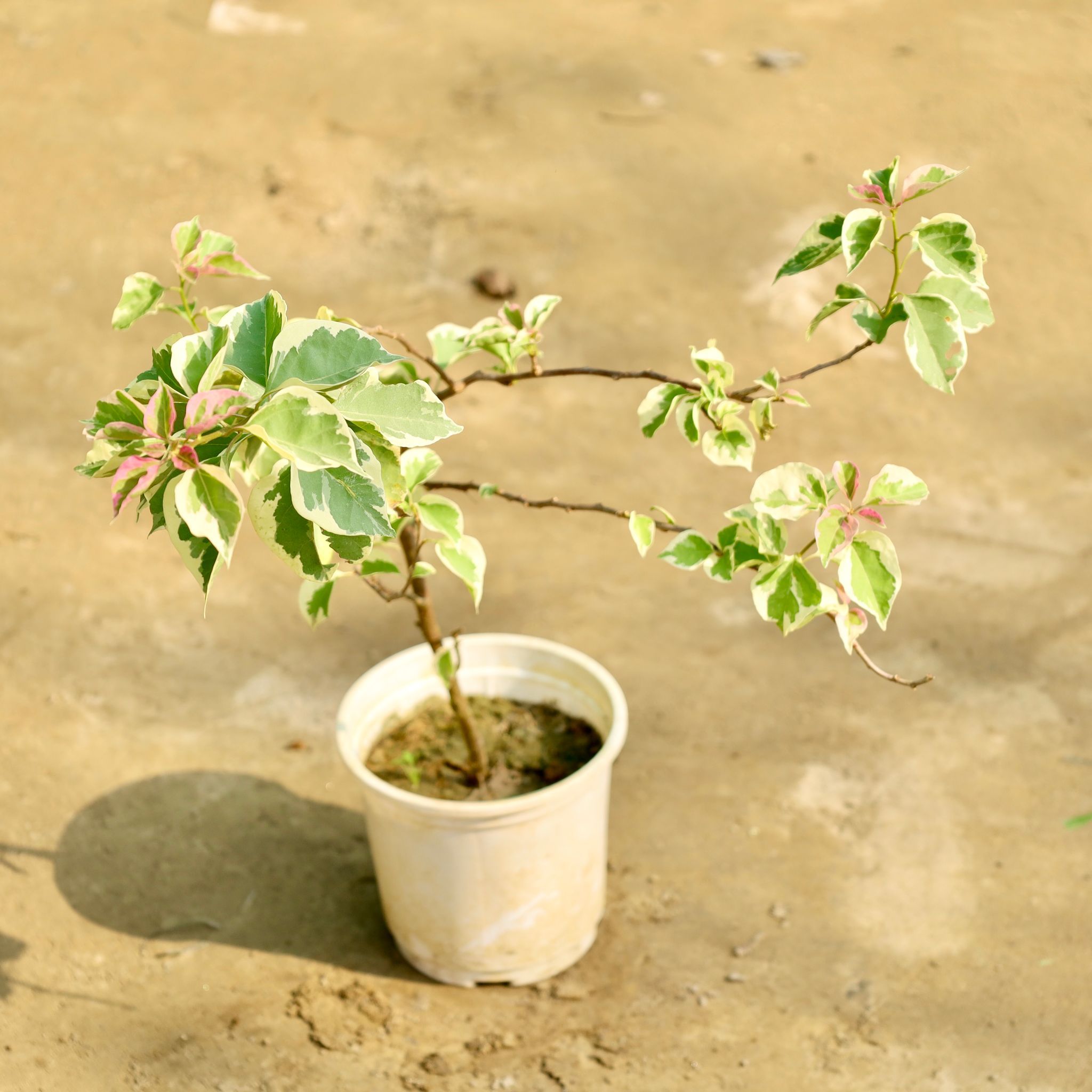 Bougainvillea (Any Color) in 6 Inch Nursery Pot