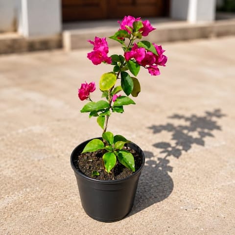 Bougainvillea (Any Color) in 6 Inch Nursery Pot