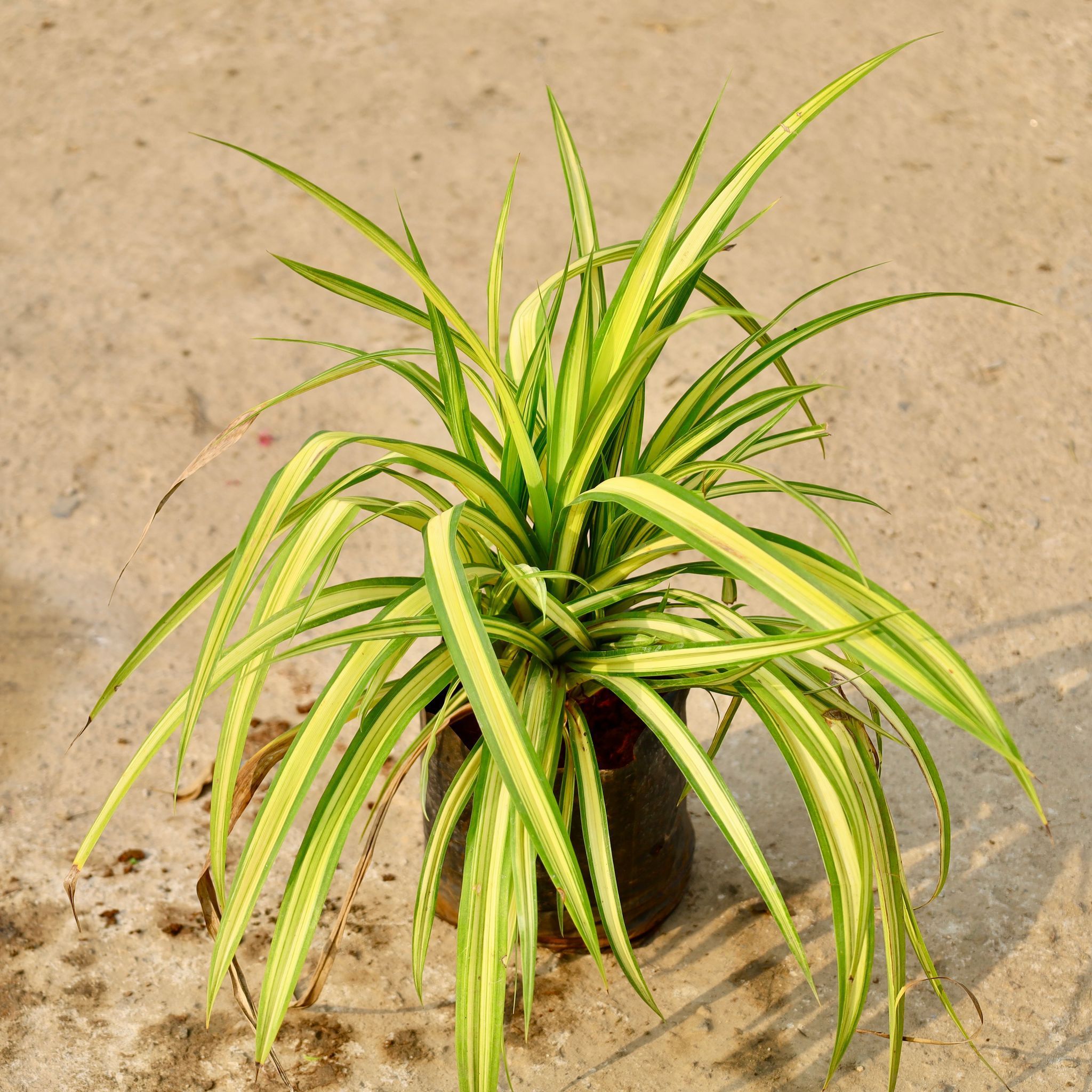 Spider Plant in 8 Inch Nursery Bag
