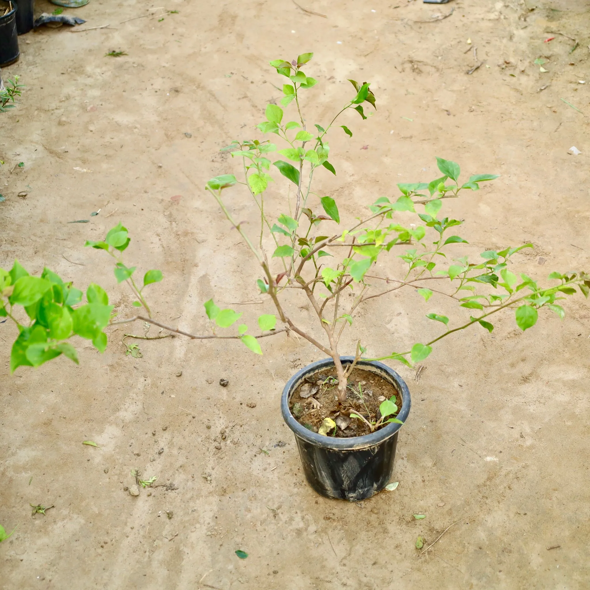 Bougainvillea (Any Color) in 8 Inch Nursery Pot