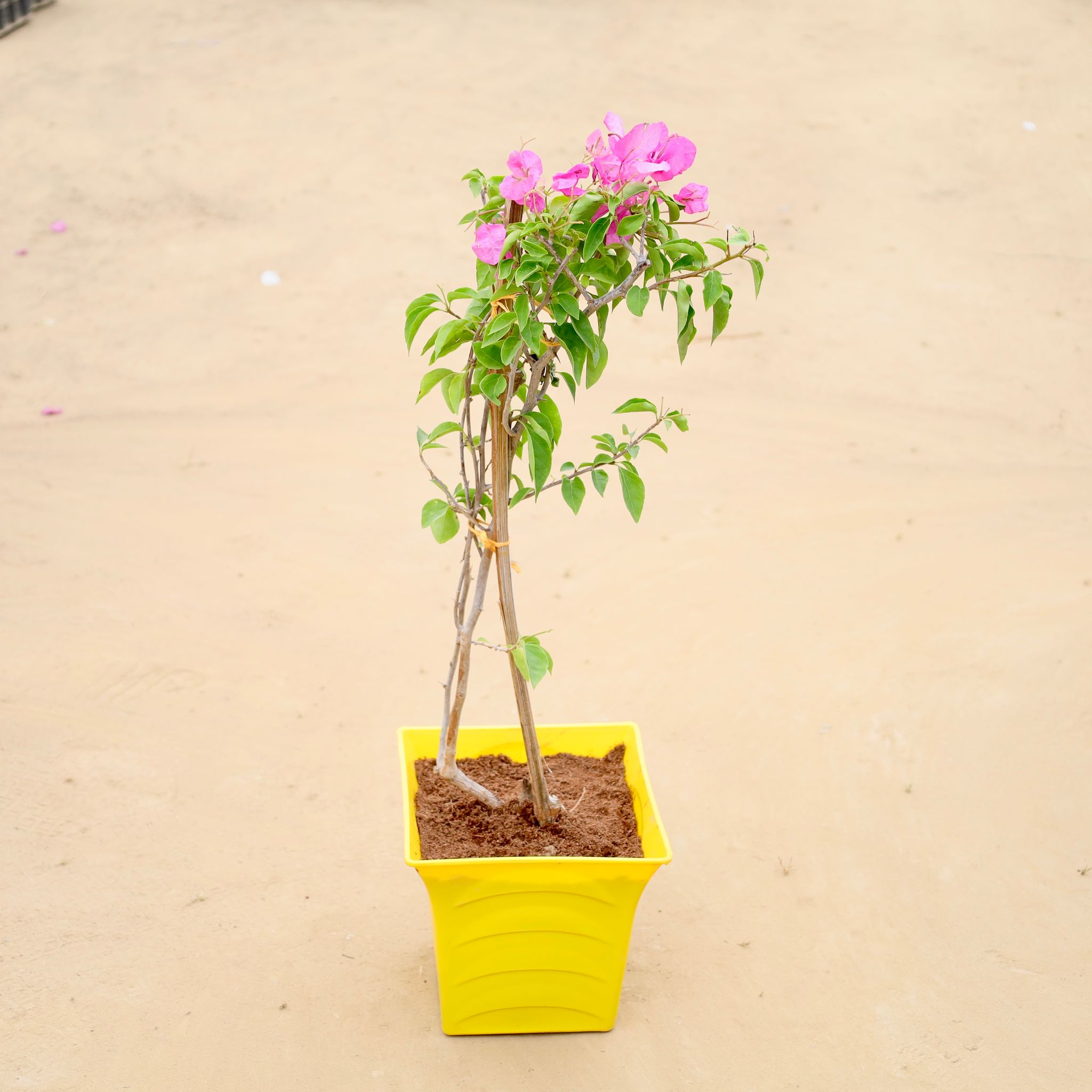 Bougainvillea (any colour) in 08 Inch Yellow Premium Tokyo Square Plastic Pot