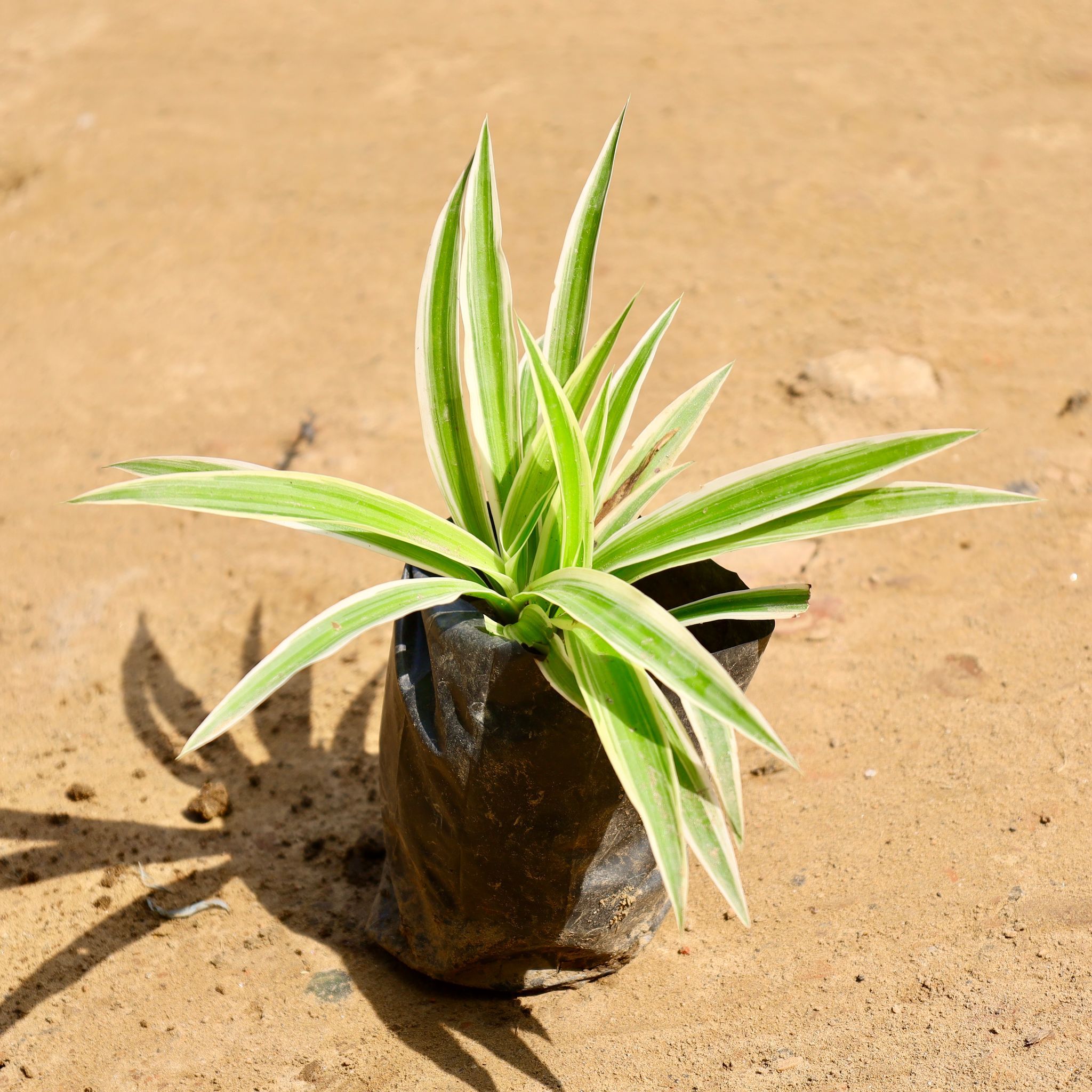Spider plant in 4 inch Nursery bag