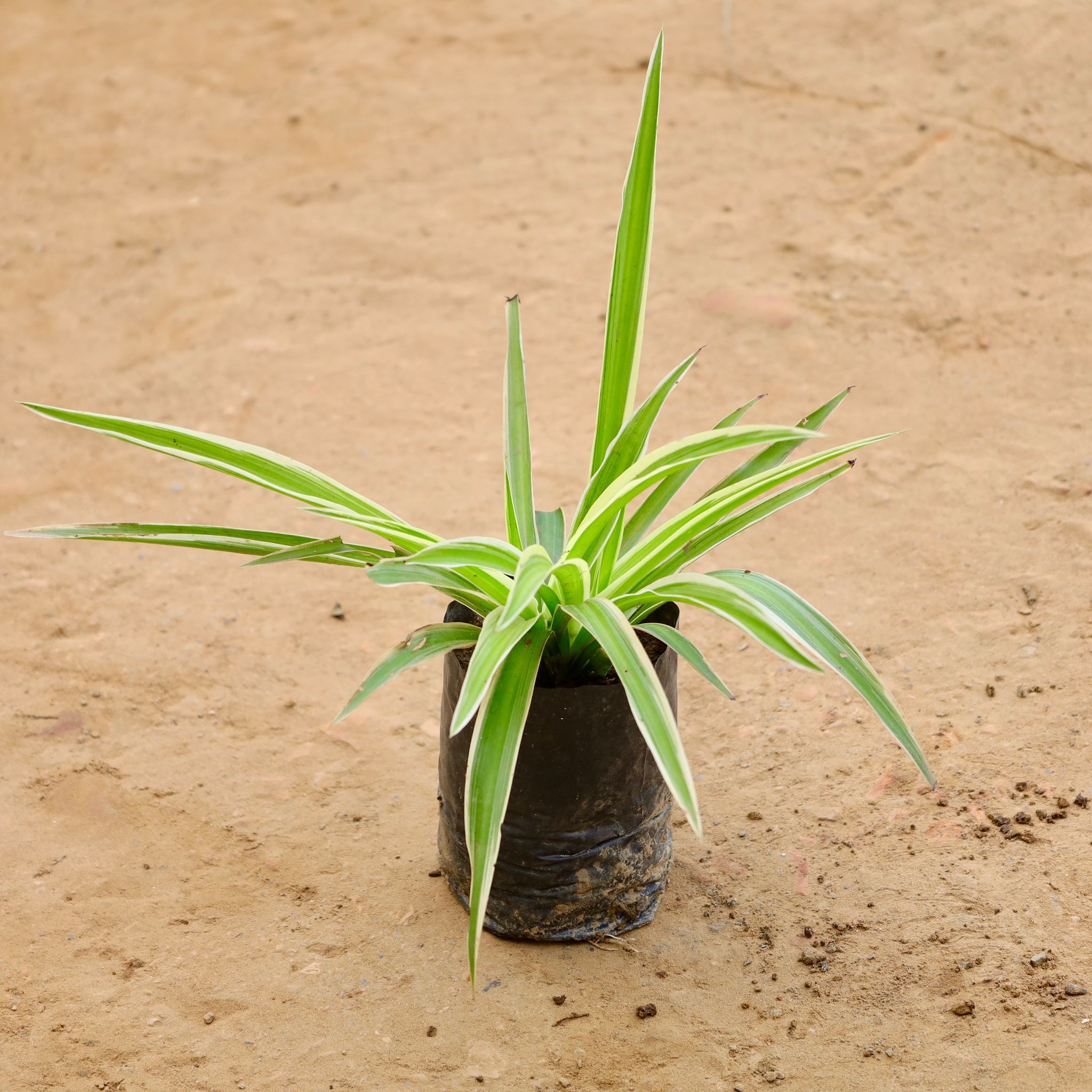 Spider Plant in 4 Inch Nursery Bag
