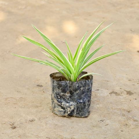 Spider Plant in 4 Inch Nursery bag
