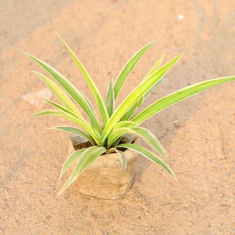 Spider Plant in 4 Inch Nursery Bag