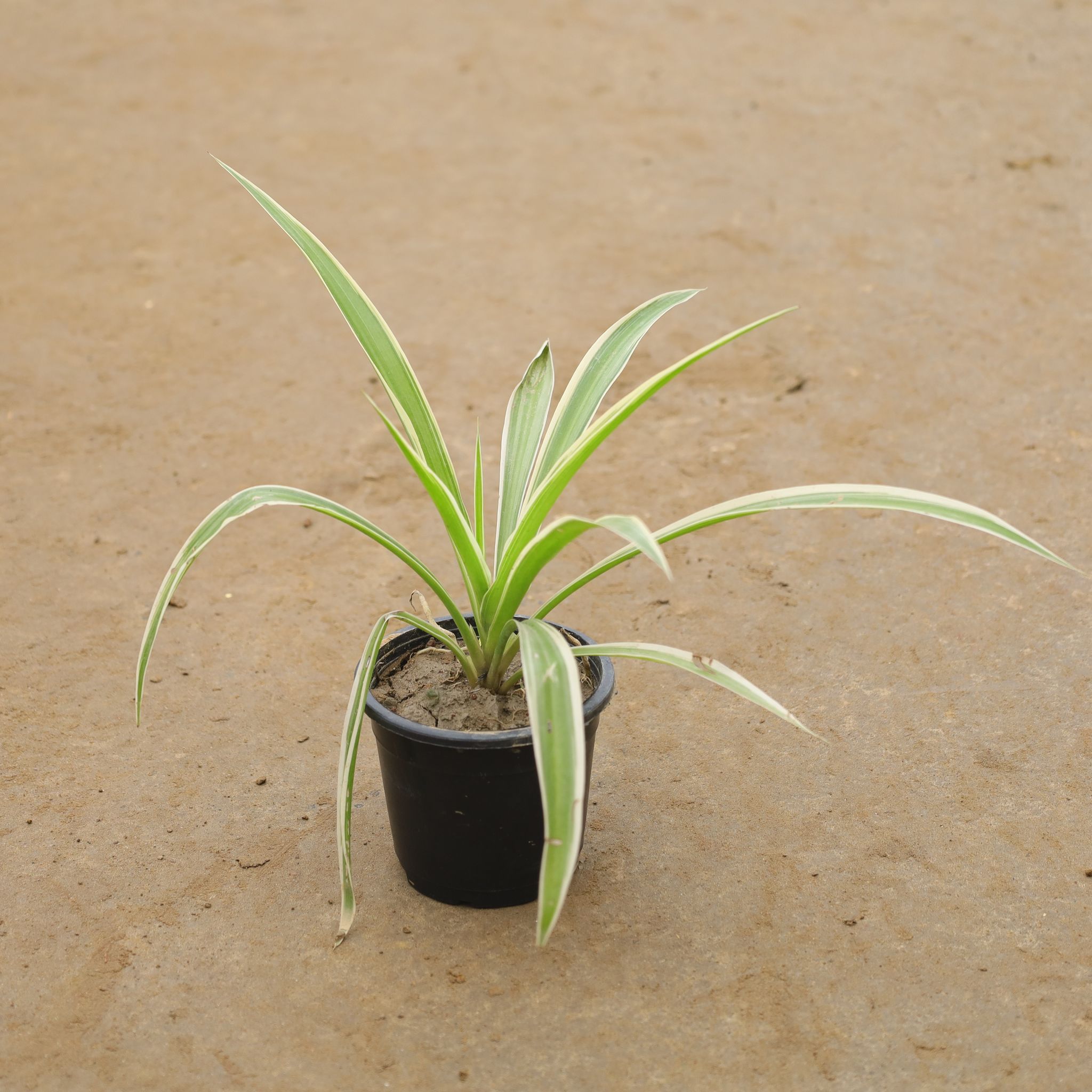 Spider Plant in 4 Inch Nursery Pot