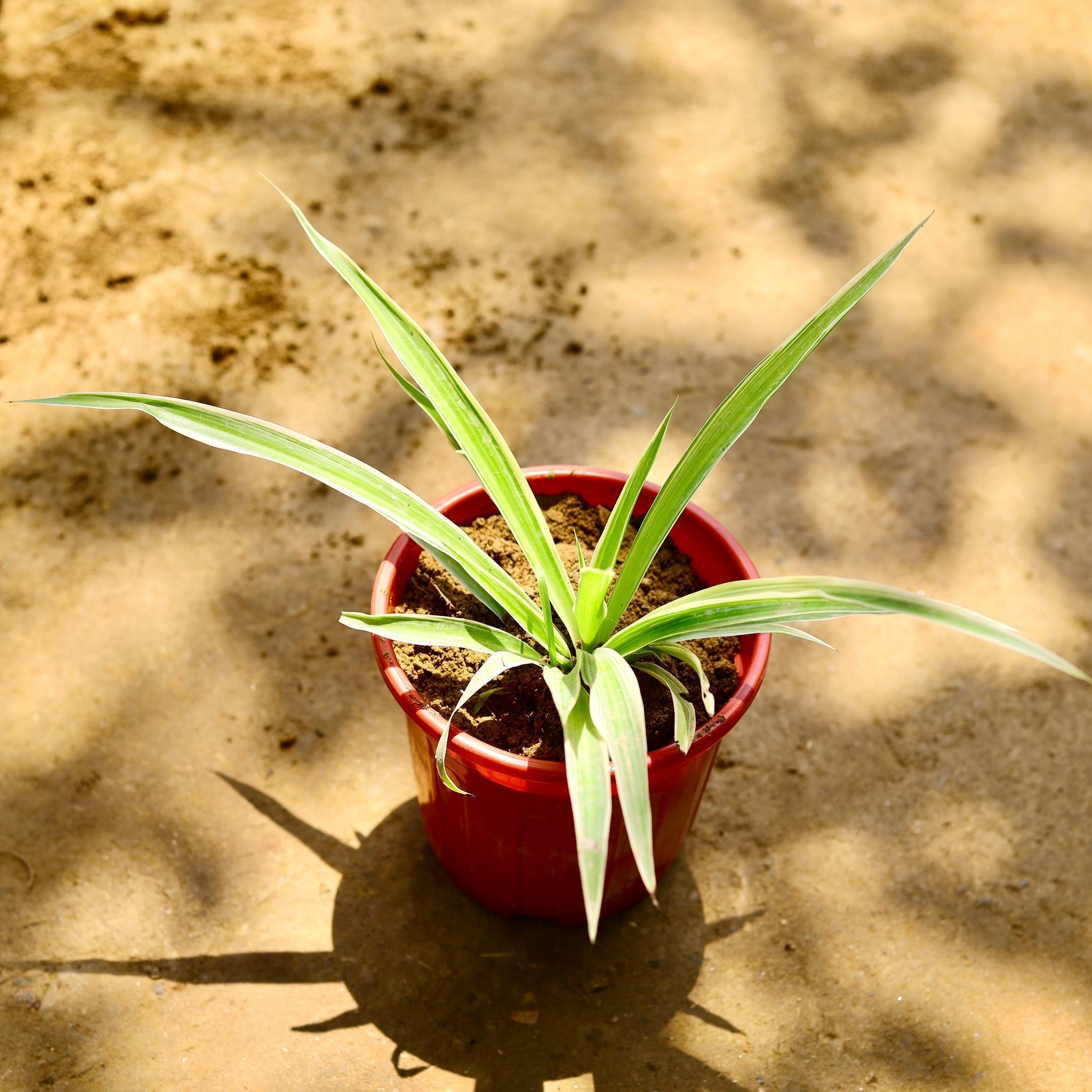 Spider in 6 Inch Red Super Nursery Pot