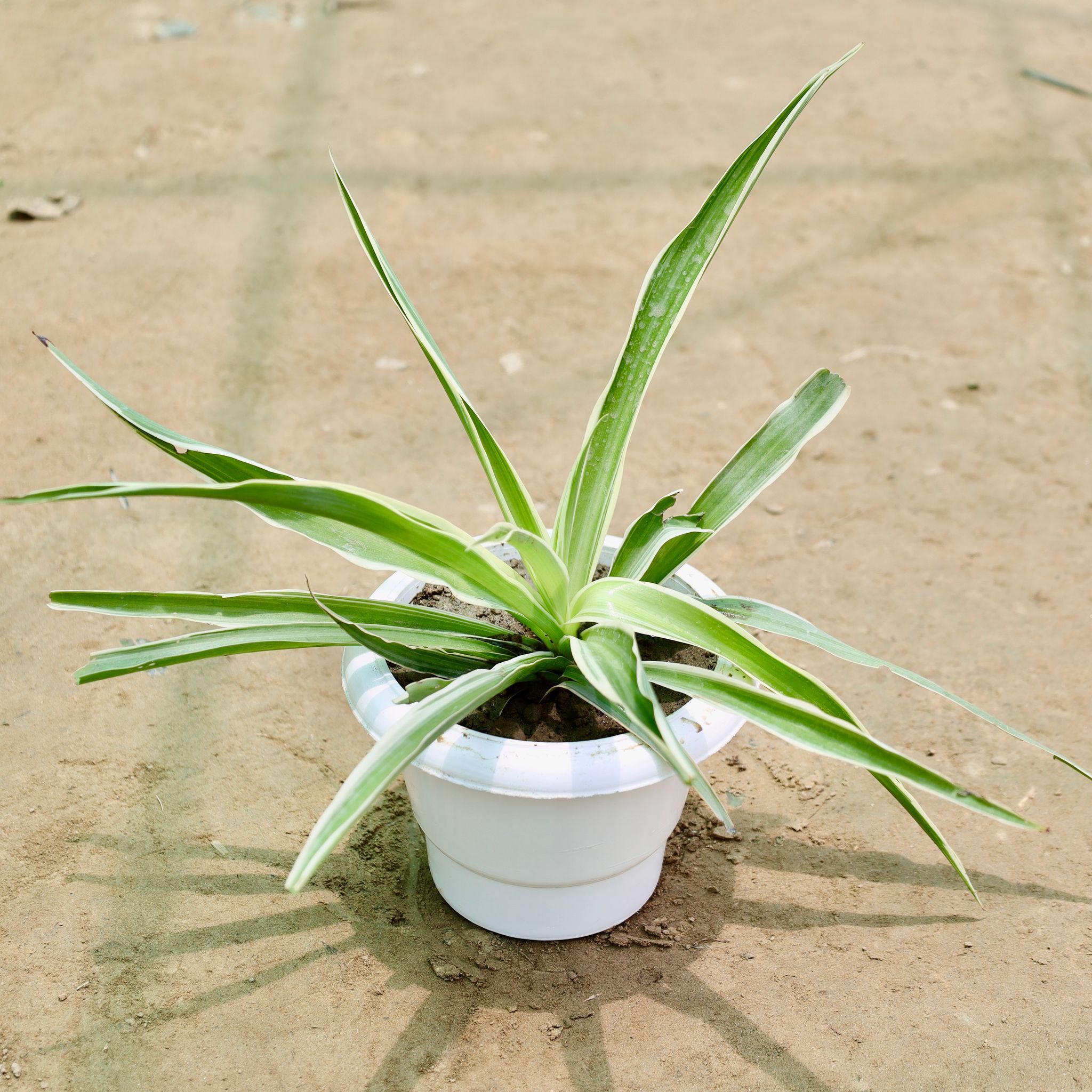 Spider in 6 Inch White Classy Plastic Pot