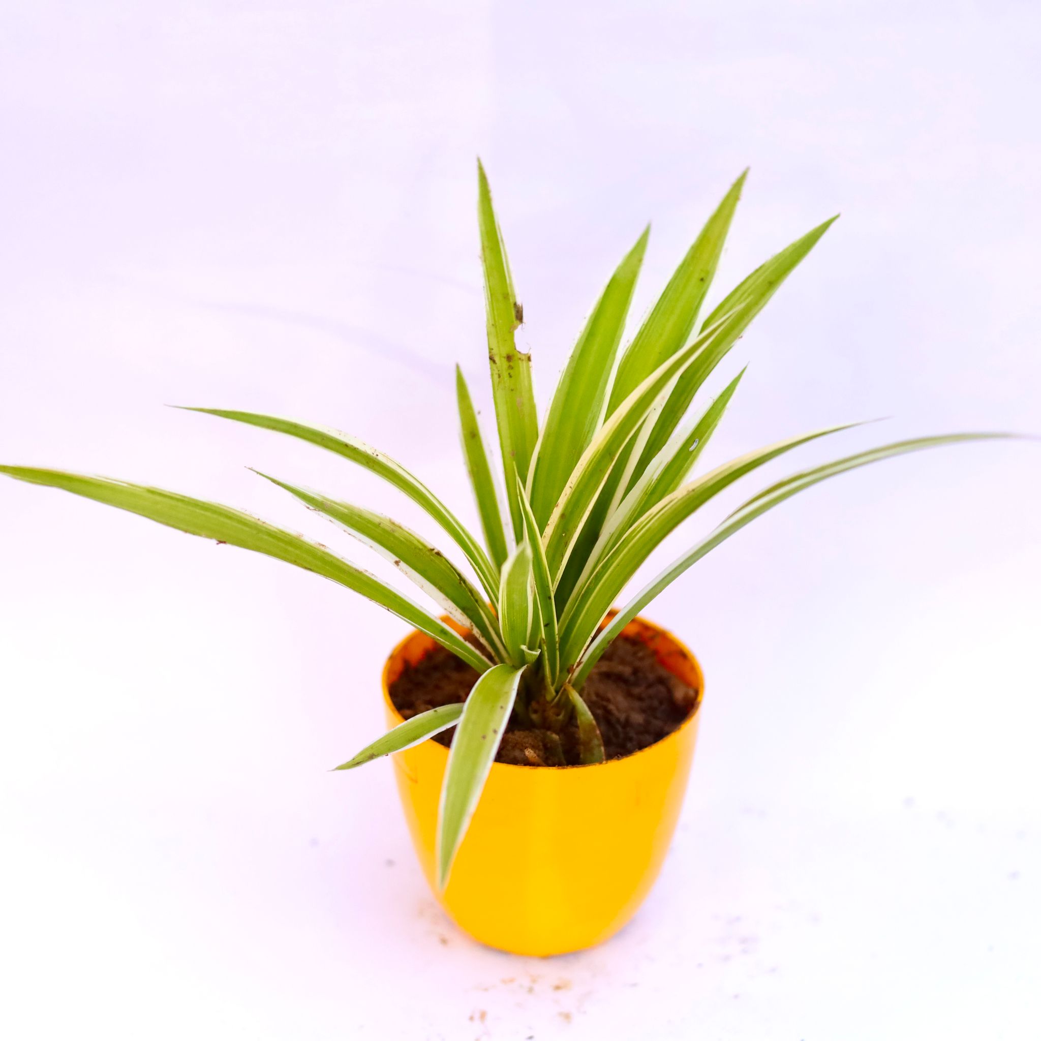 Spider in 6 Inch Yellow Premium Orchid Round Plastic Pot