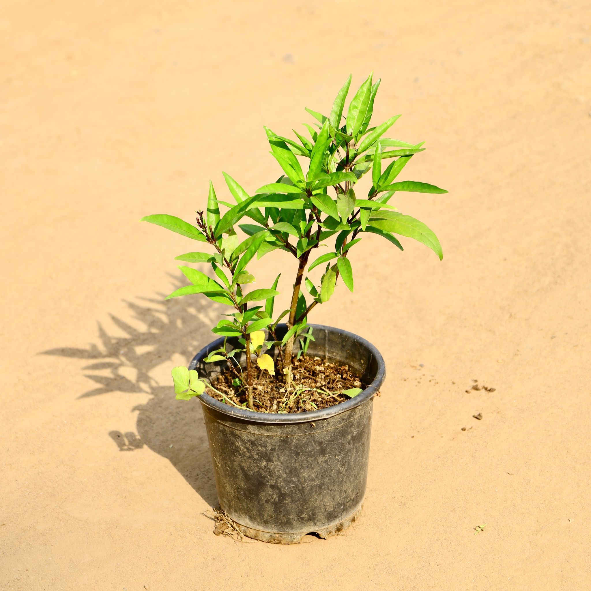 Sukh Shanti in 6 Inch Nursery Pot