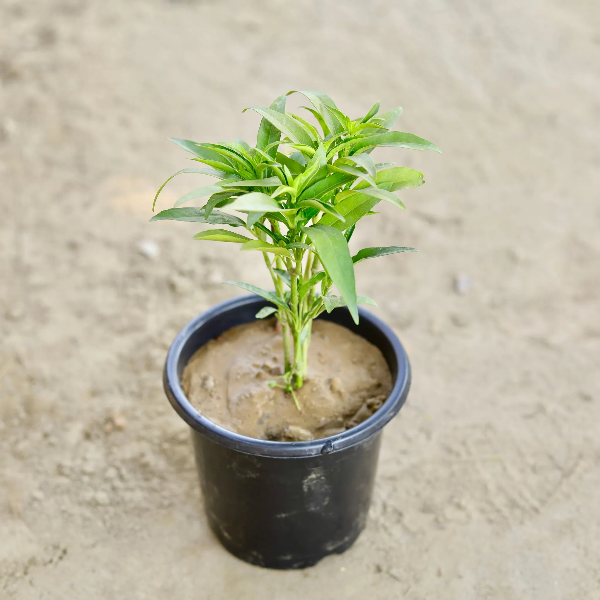 Sukh Shanti in 6 Inch Nursery Pot