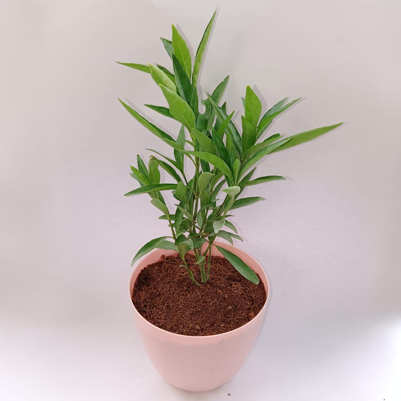 Sukh shanti in 6 Inch Pink Marble Premium Orchid Round Plastic Pot