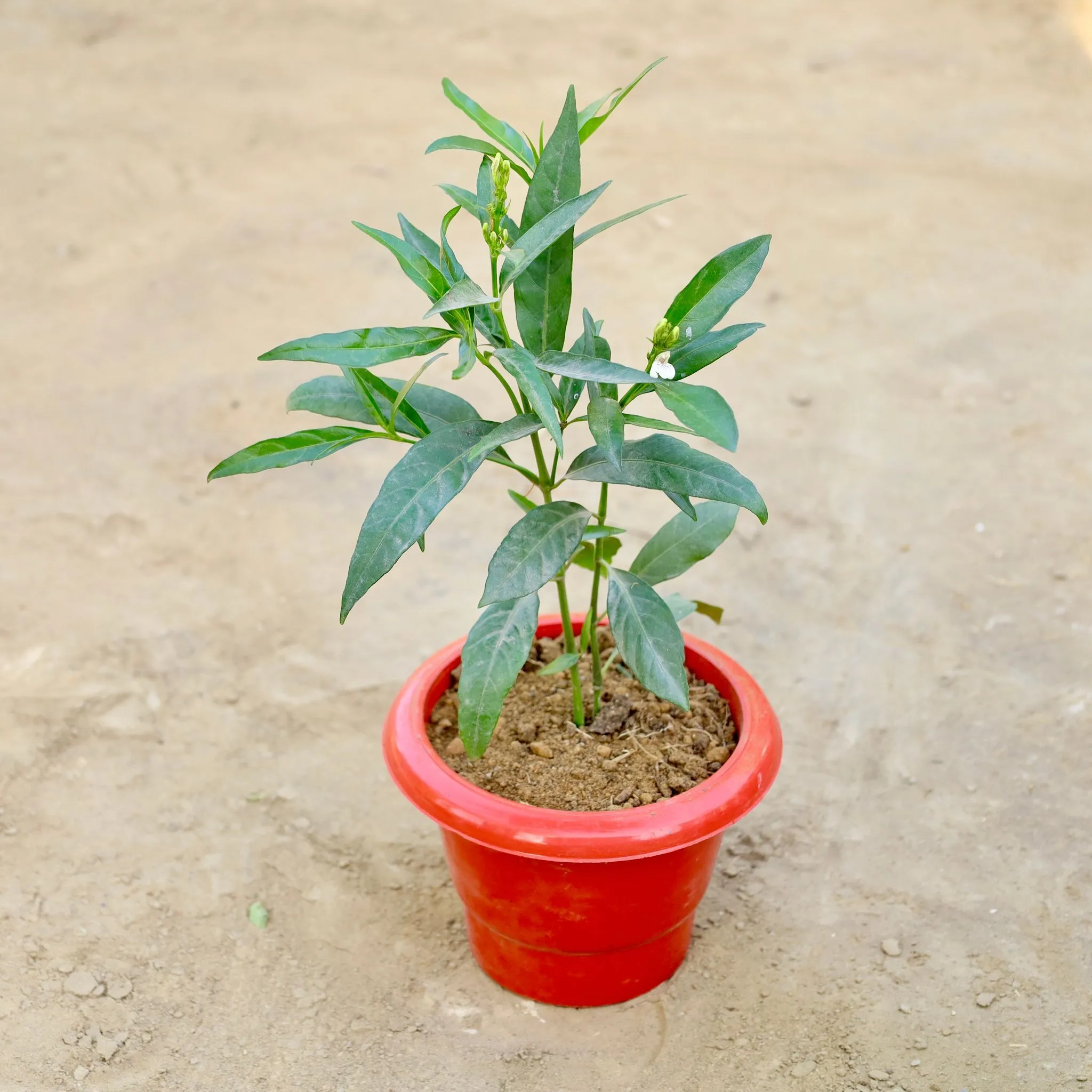 Sukh Shanti in 6 Inch Red Classy Plastic Pot