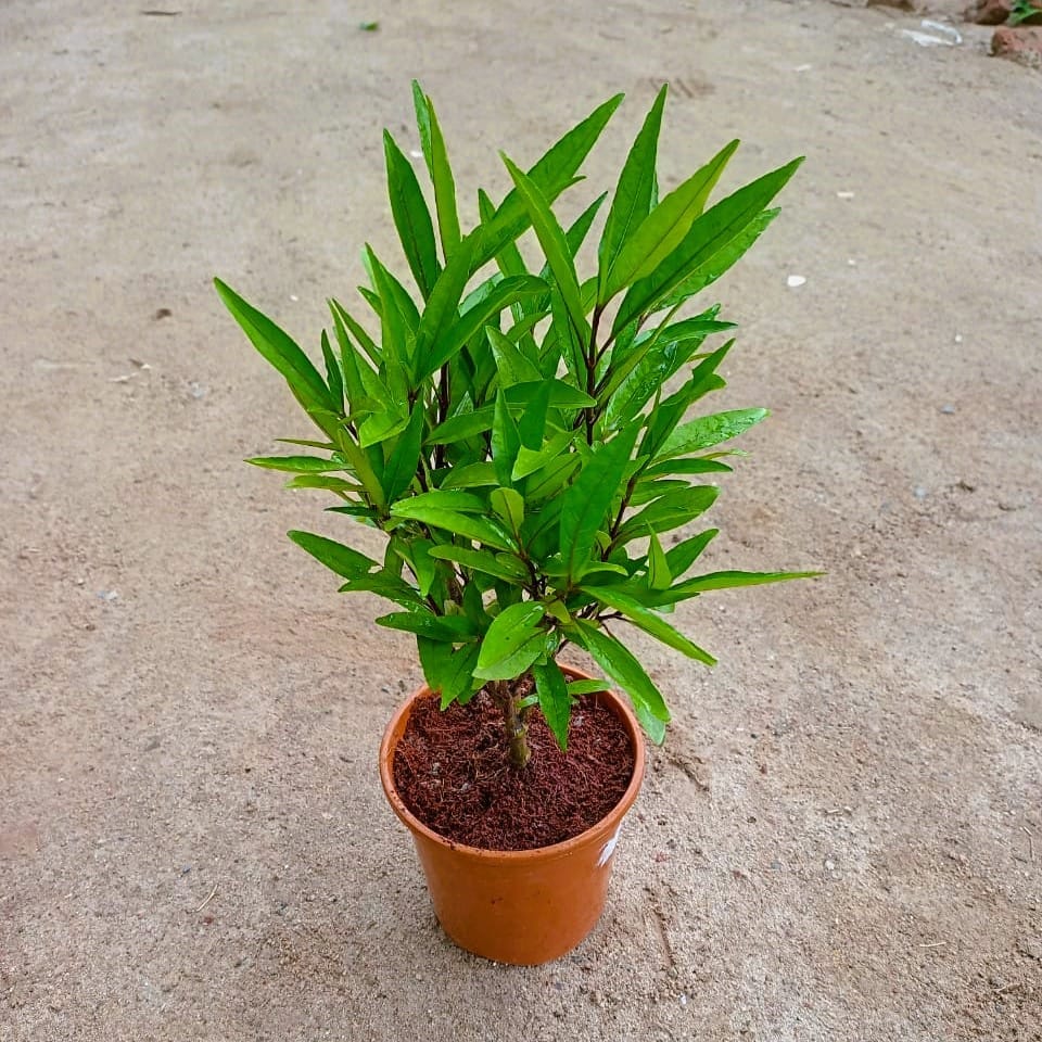 Sukh shanti in 6 Inch Red Nursery Pot