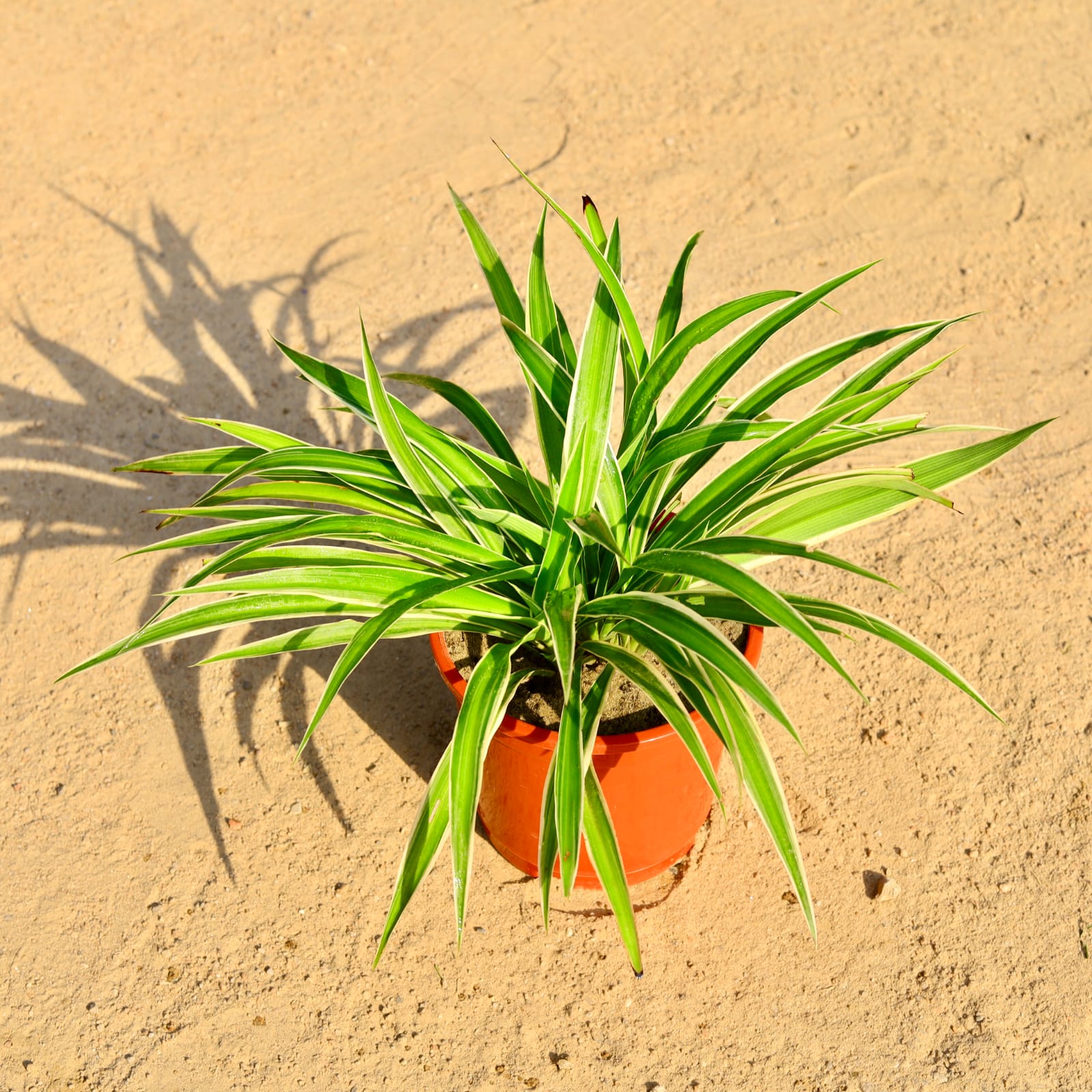 Spider Multi Stem Mother Plant in 6 Inch Red Nursery Pot