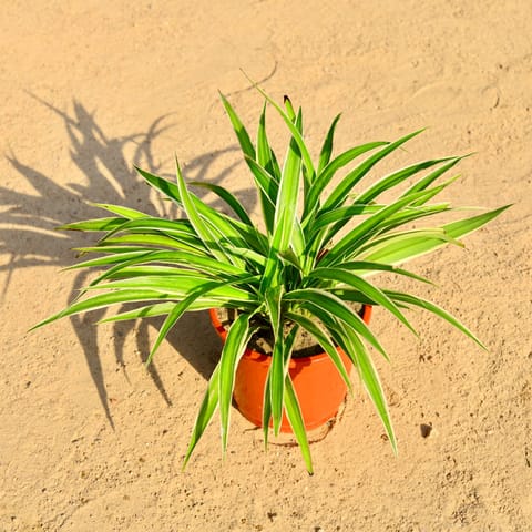 Spider Multi Stem Mother Plant in 6 Inch Red Nursery Pot