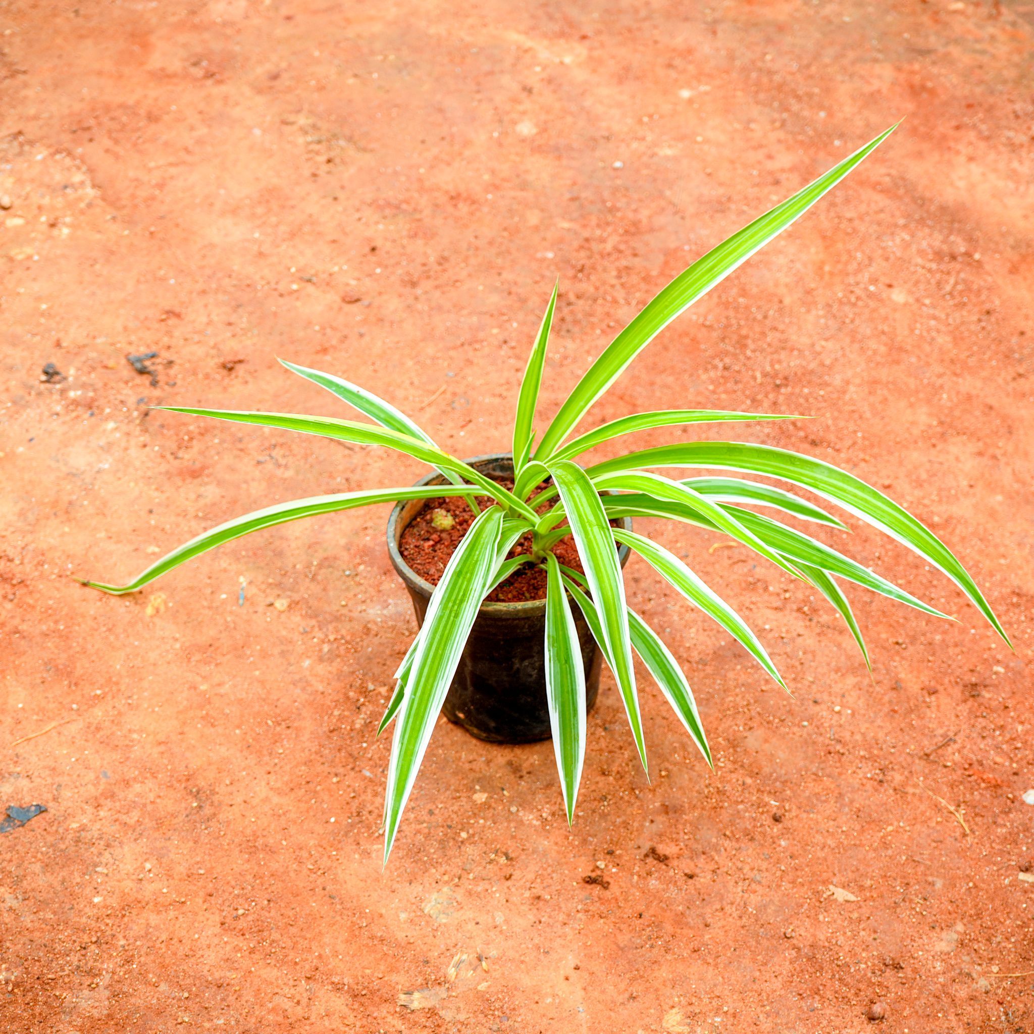 Spider in 5 Inch Nursery Pot