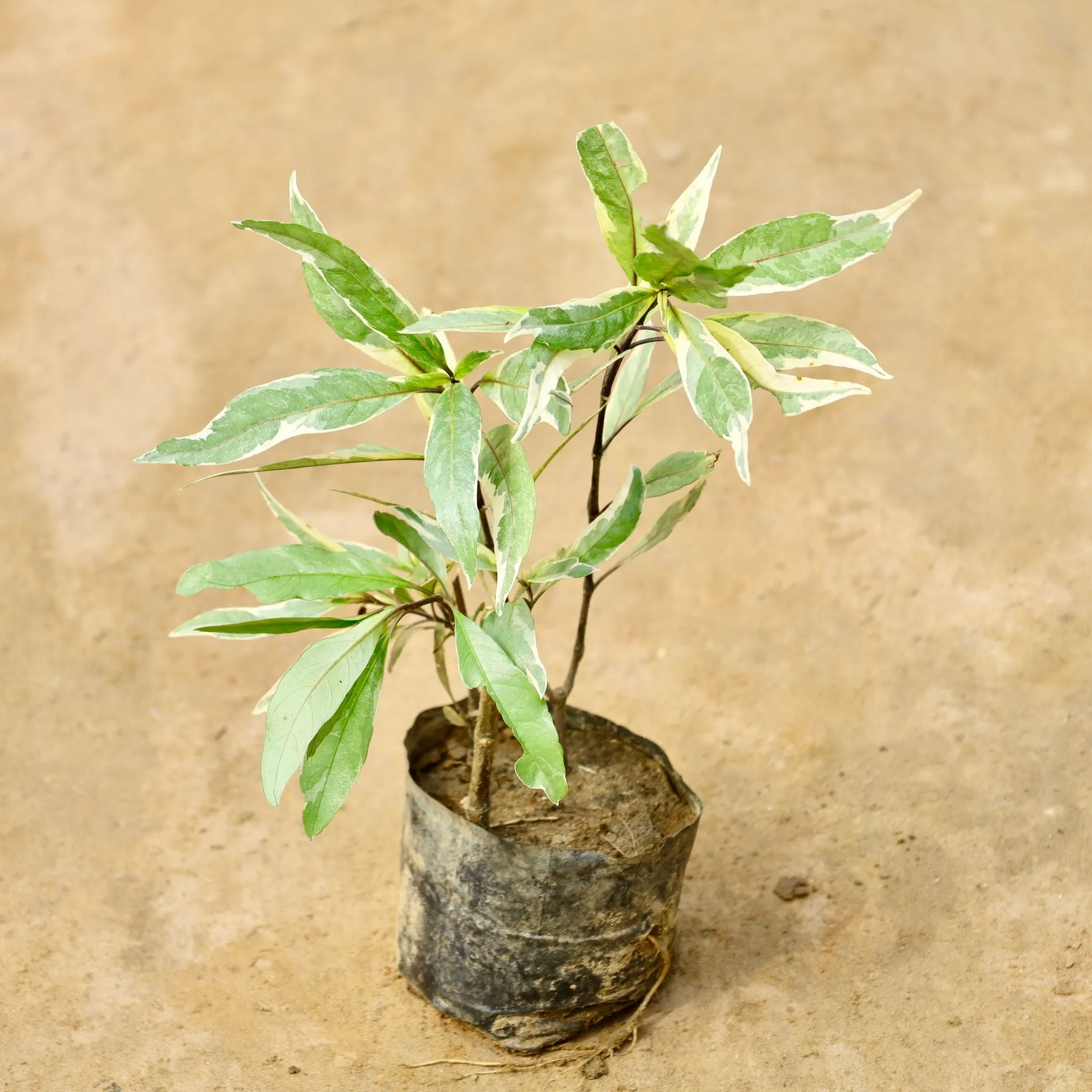 Sukh Shanti Variegated in 4 Inch Nursery Bag