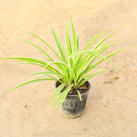 Spider in 6 Inch Nursery pot
