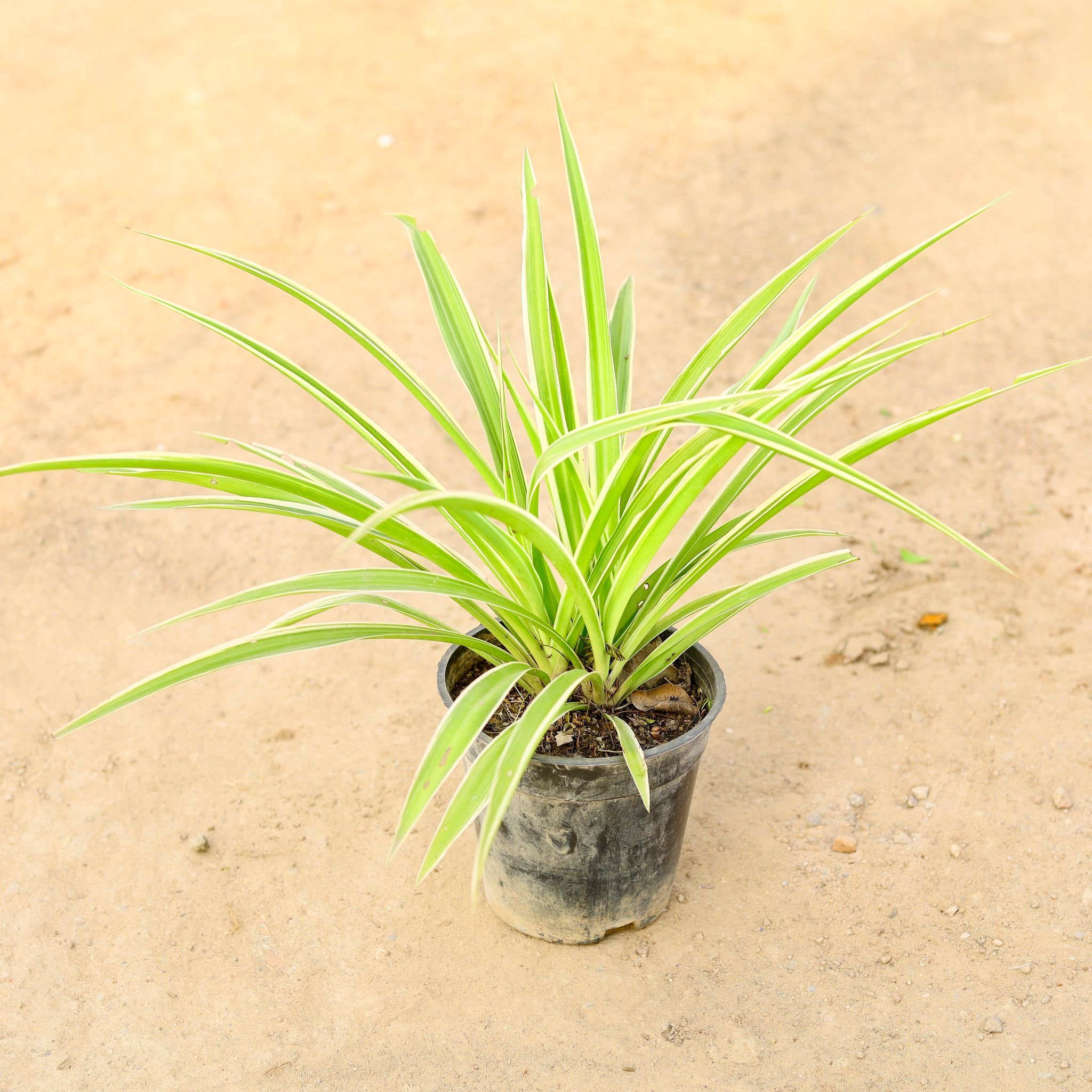 Spider in 6 Inch Nursery pot