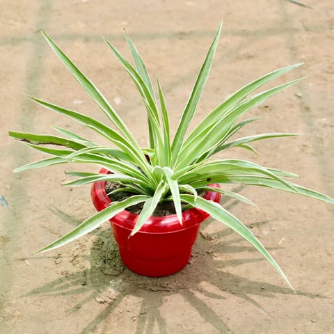 Spider in 6 Inch Red Classy Plastic Pot