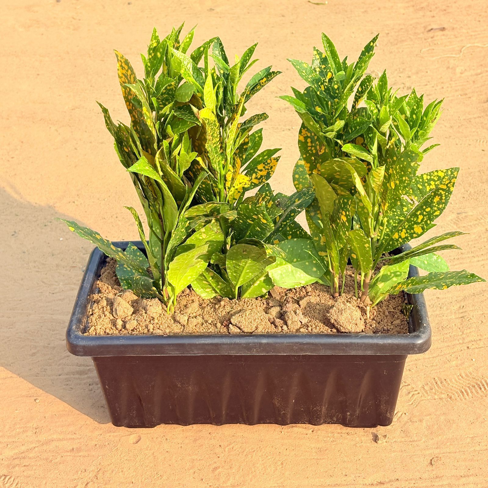 Three Baby Croton in 14 Inch Black Premium Jupiter Rectangular Window Plastic Pot