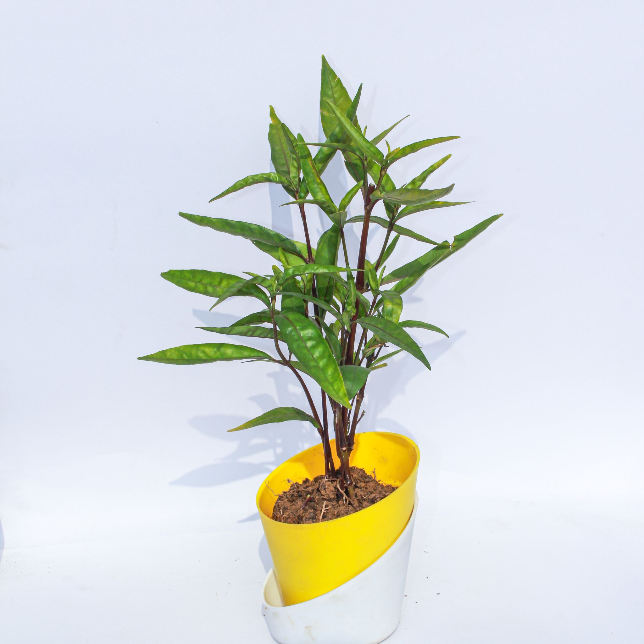 Sukh Shanti in 4 Inch Sunshine Yellow Dublin Self Watering Pot