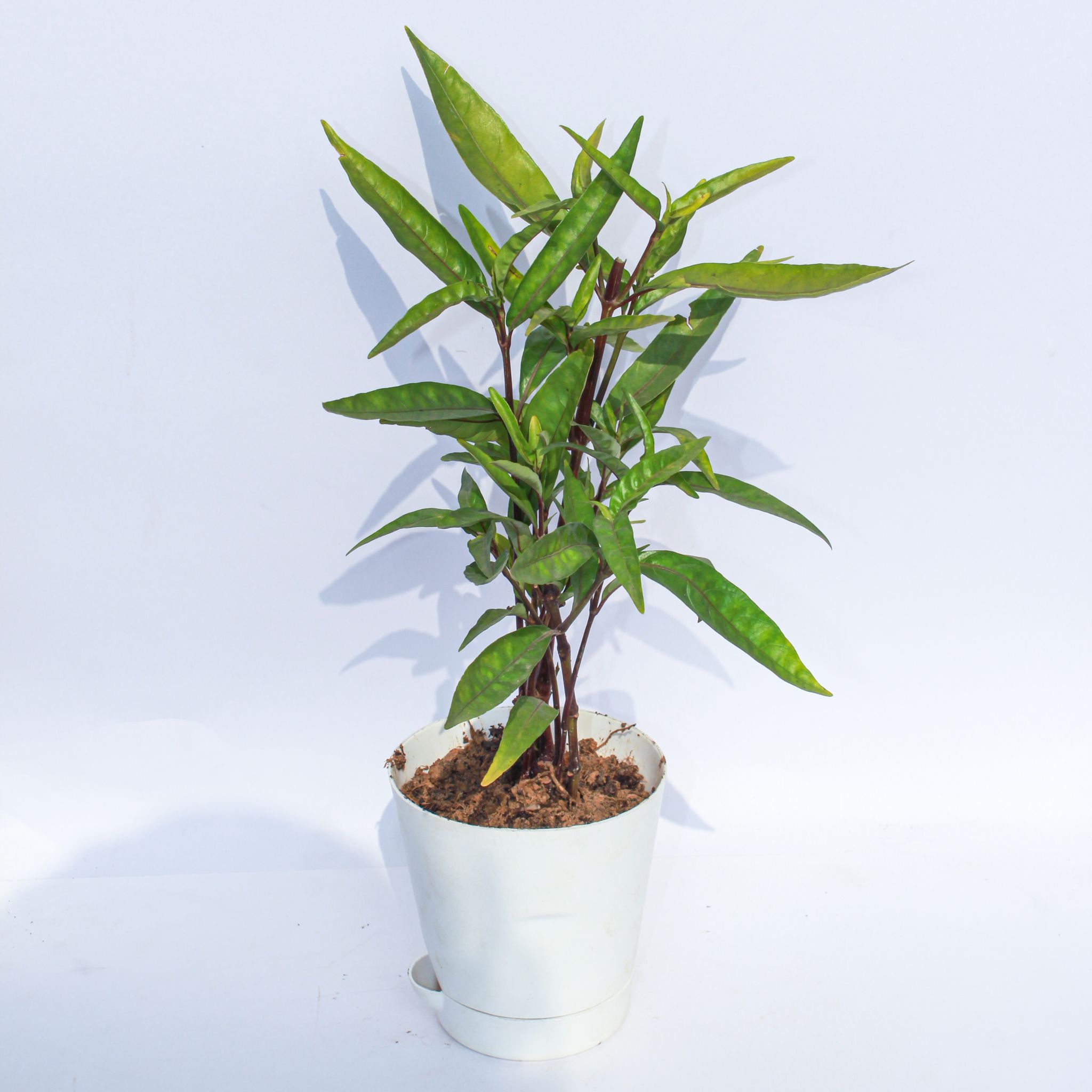 Sukh Shanti in 4 Inch White Florence Self Watering Pot