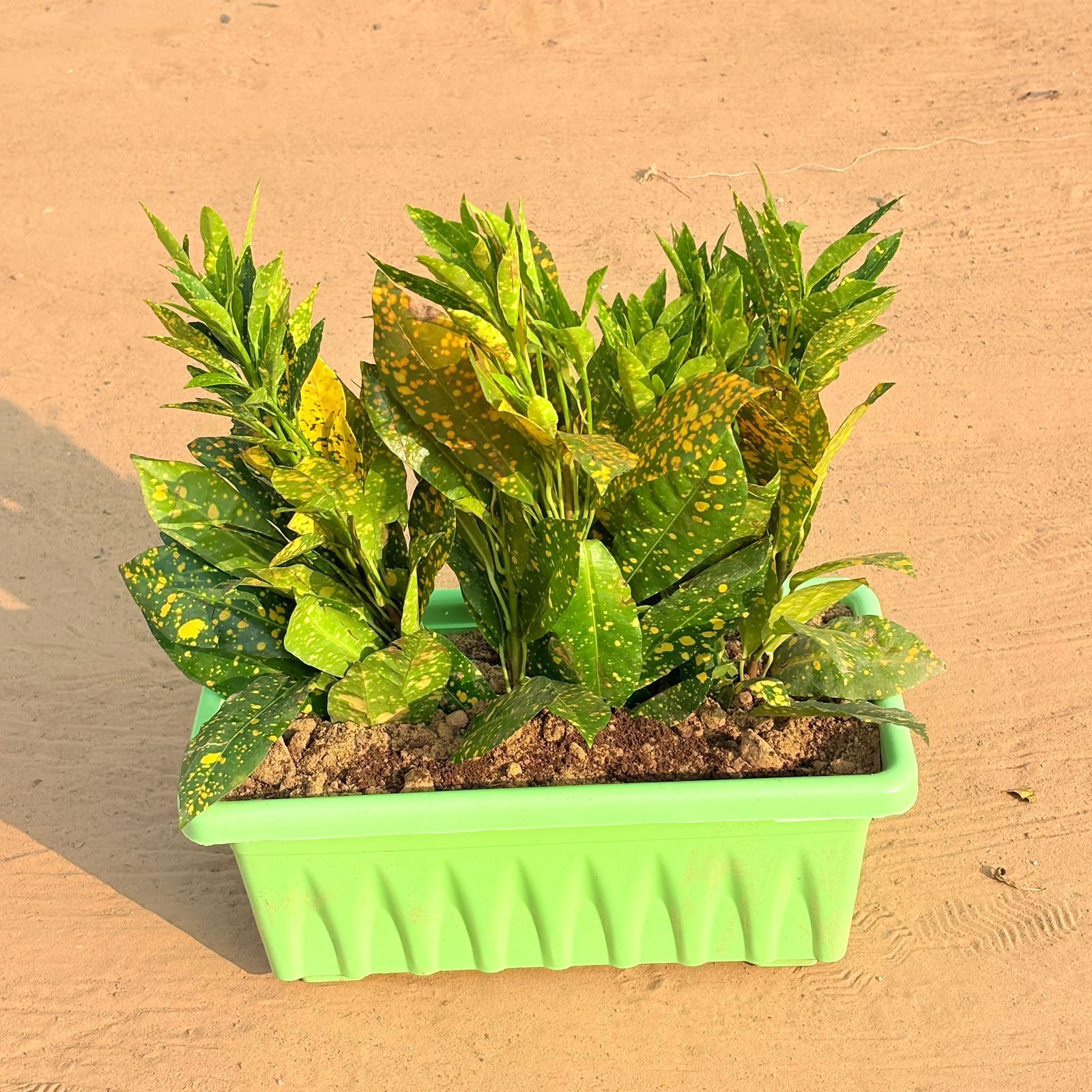 Three Baby Croton in 14 Inch Green Premium Jupiter Rectangular Window Planter