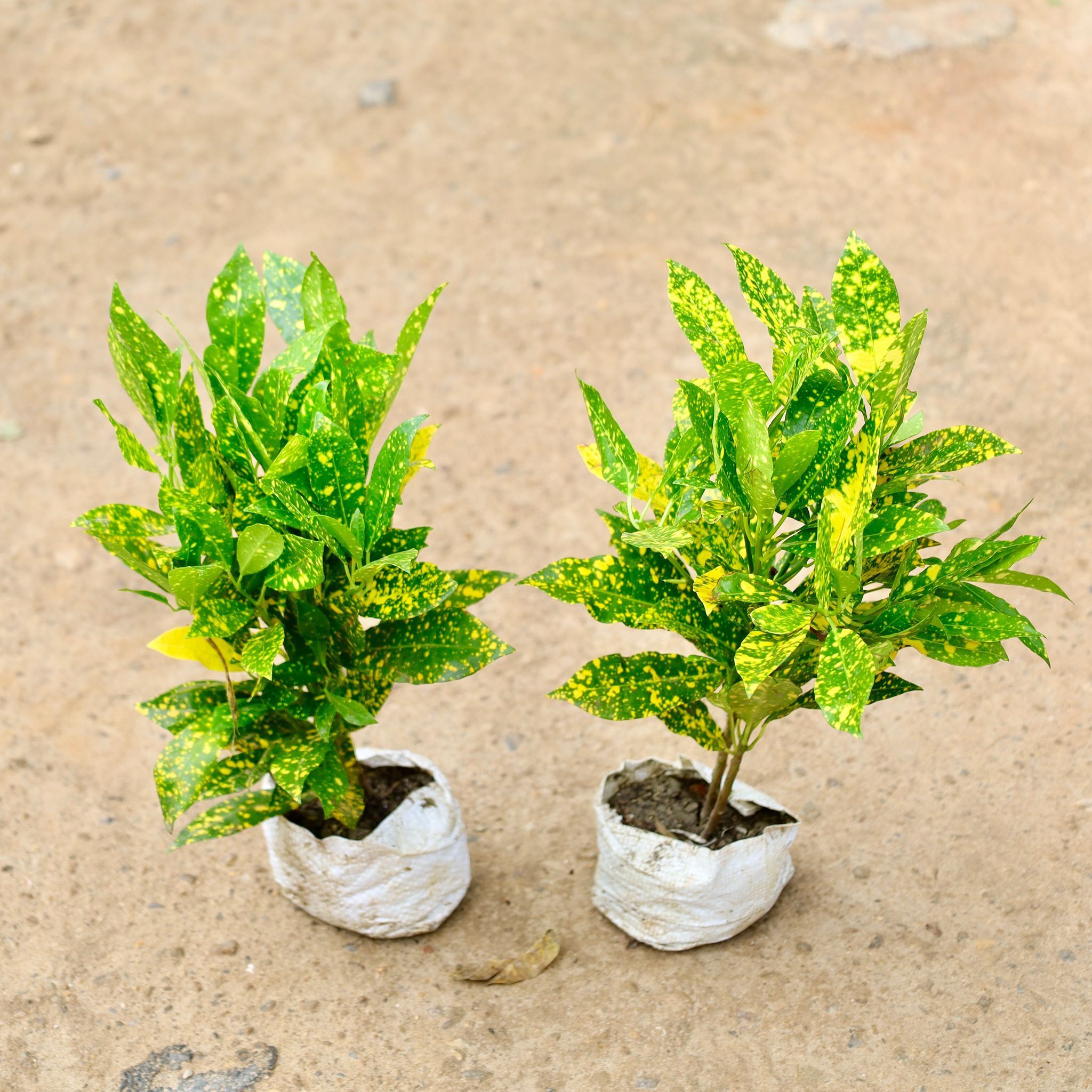 Set of 2 - Baby Croton in 4 Inch Nursery Bag