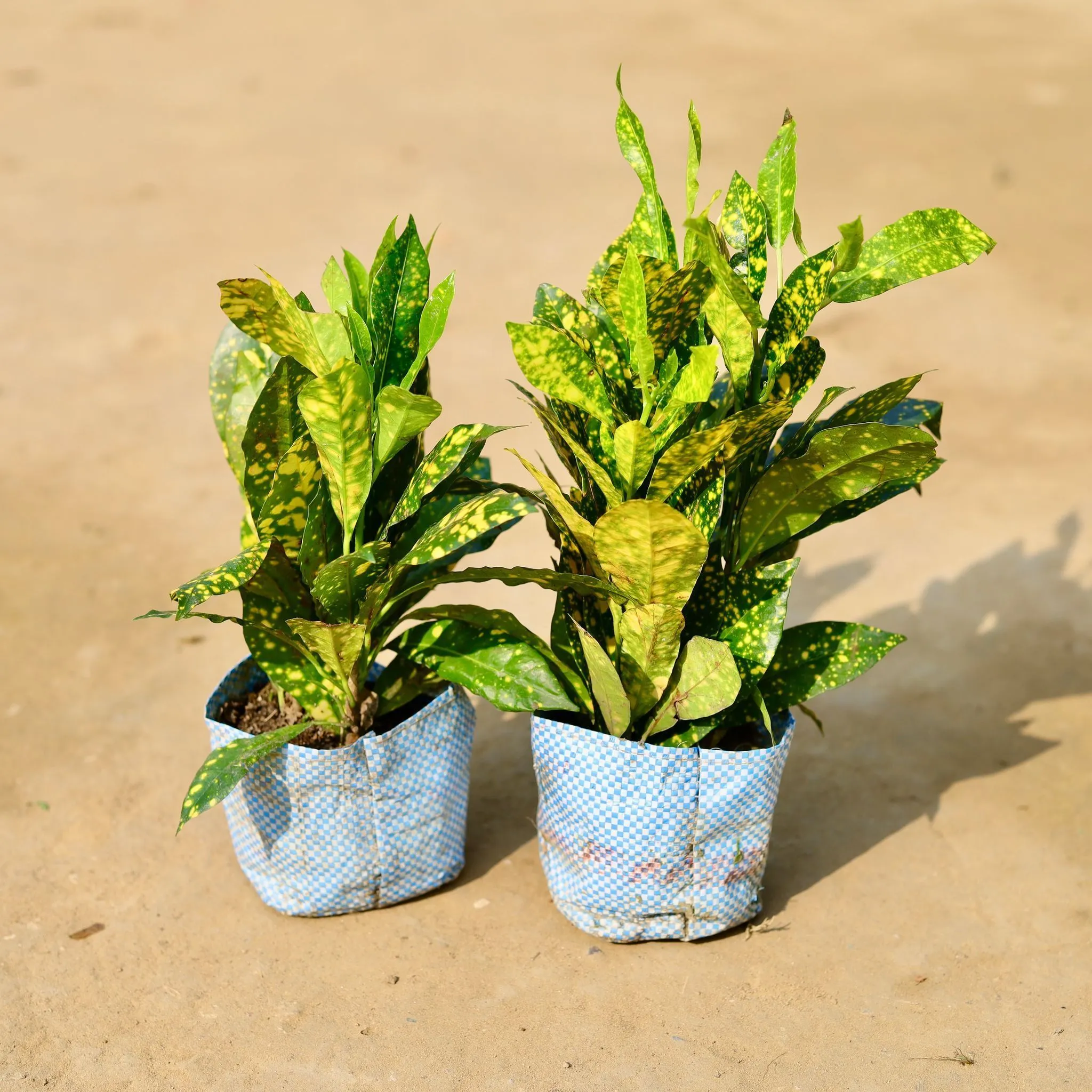Set of 2 - Baby Croton in 3 inch Nursery Bag