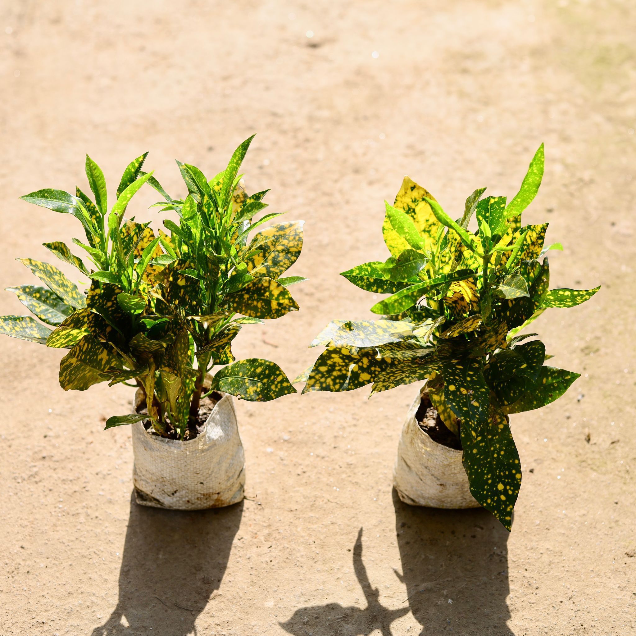 Set of 2 - Baby Croton in 4 Inch Nursery bag