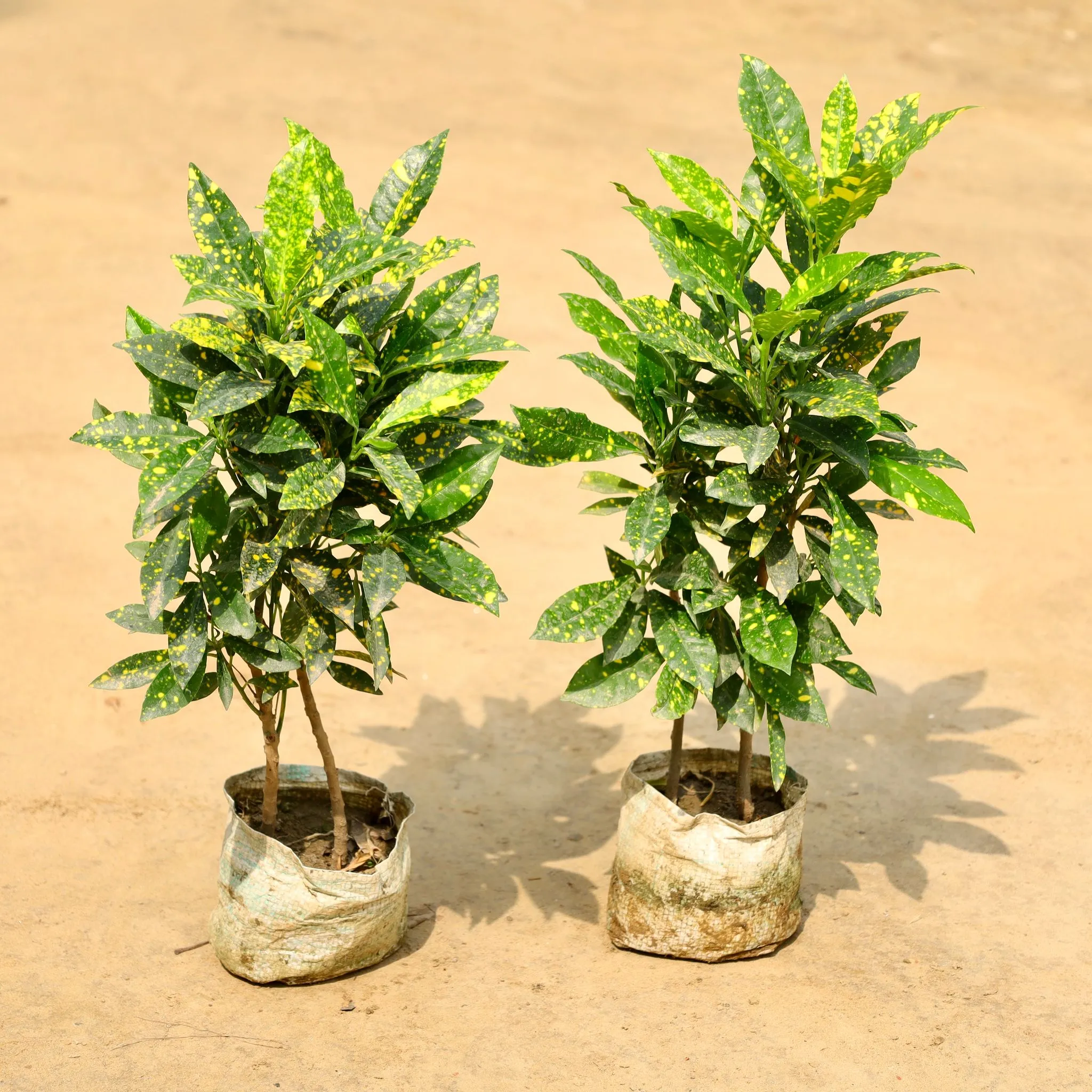 Set of 2 - Baby Croton in 4 Inch Nursery Bag
