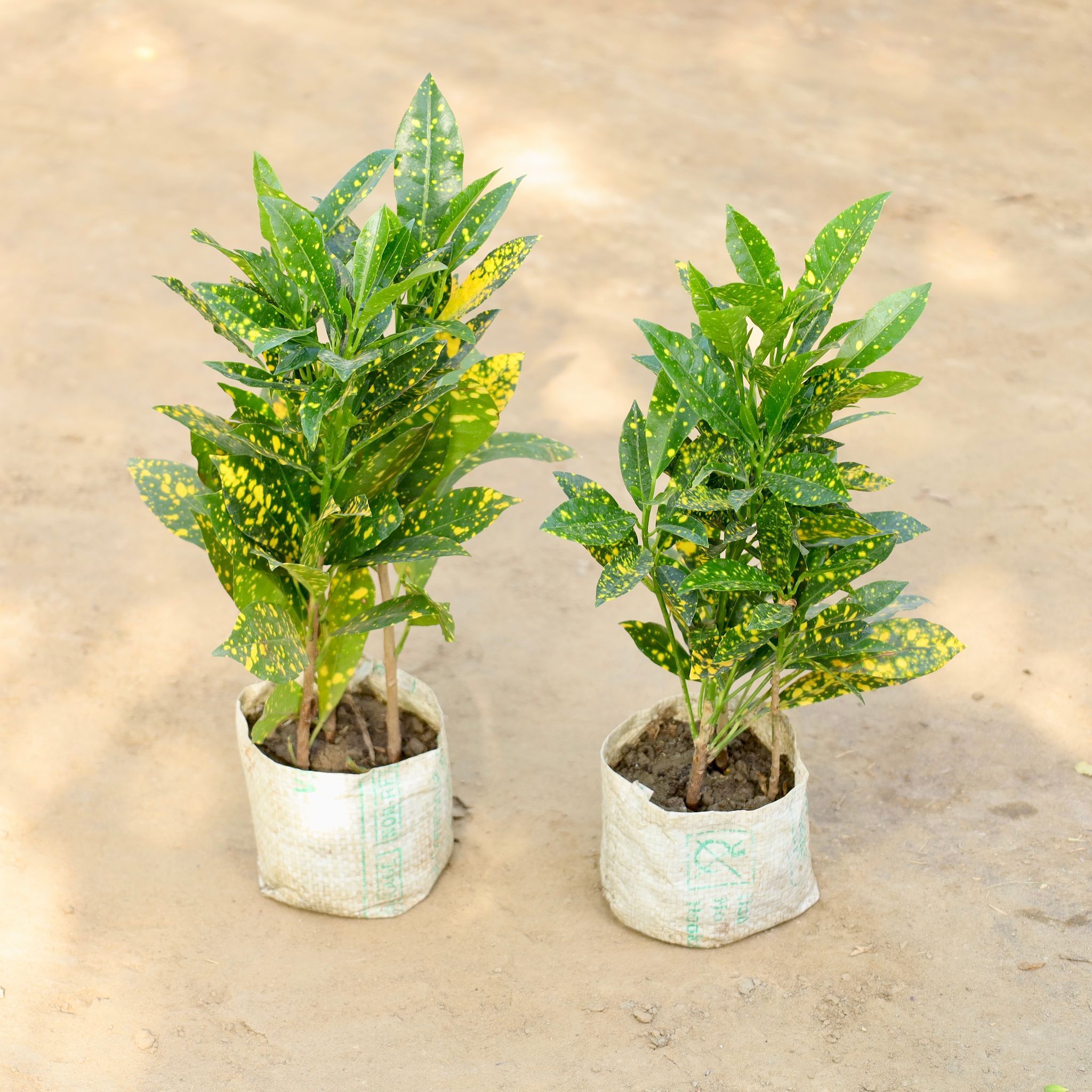 Set of 2 - Baby Croton in 4 Inch Nursery bag