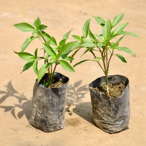 Set of 2 - Sukh Shanti in 4 Inch Nursery Bag