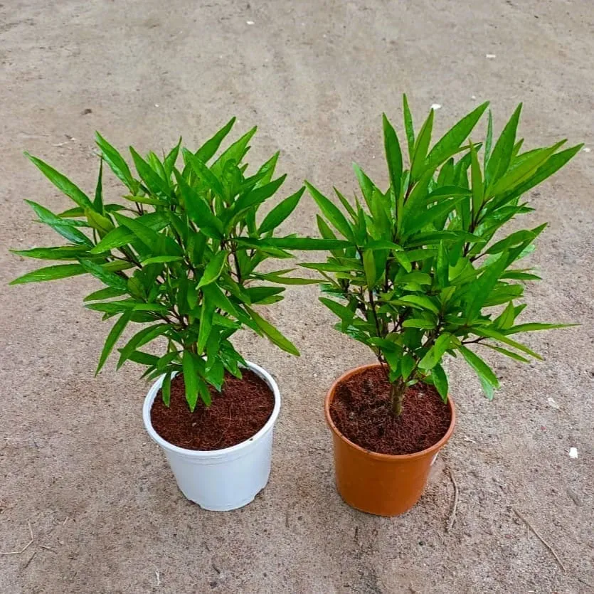 Set of 2 - Sukh Shanti in 6 Inch Red & white nursery pot