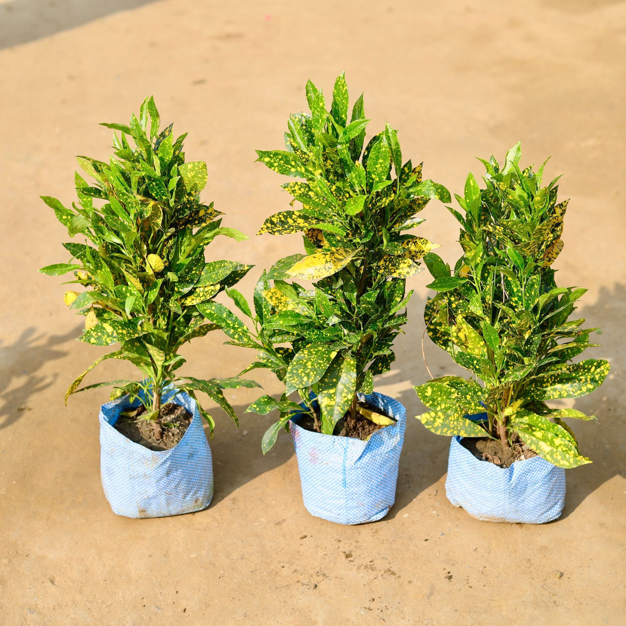 Set of 3 - Baby Croton Bushy in 6 inch Nursery Bag